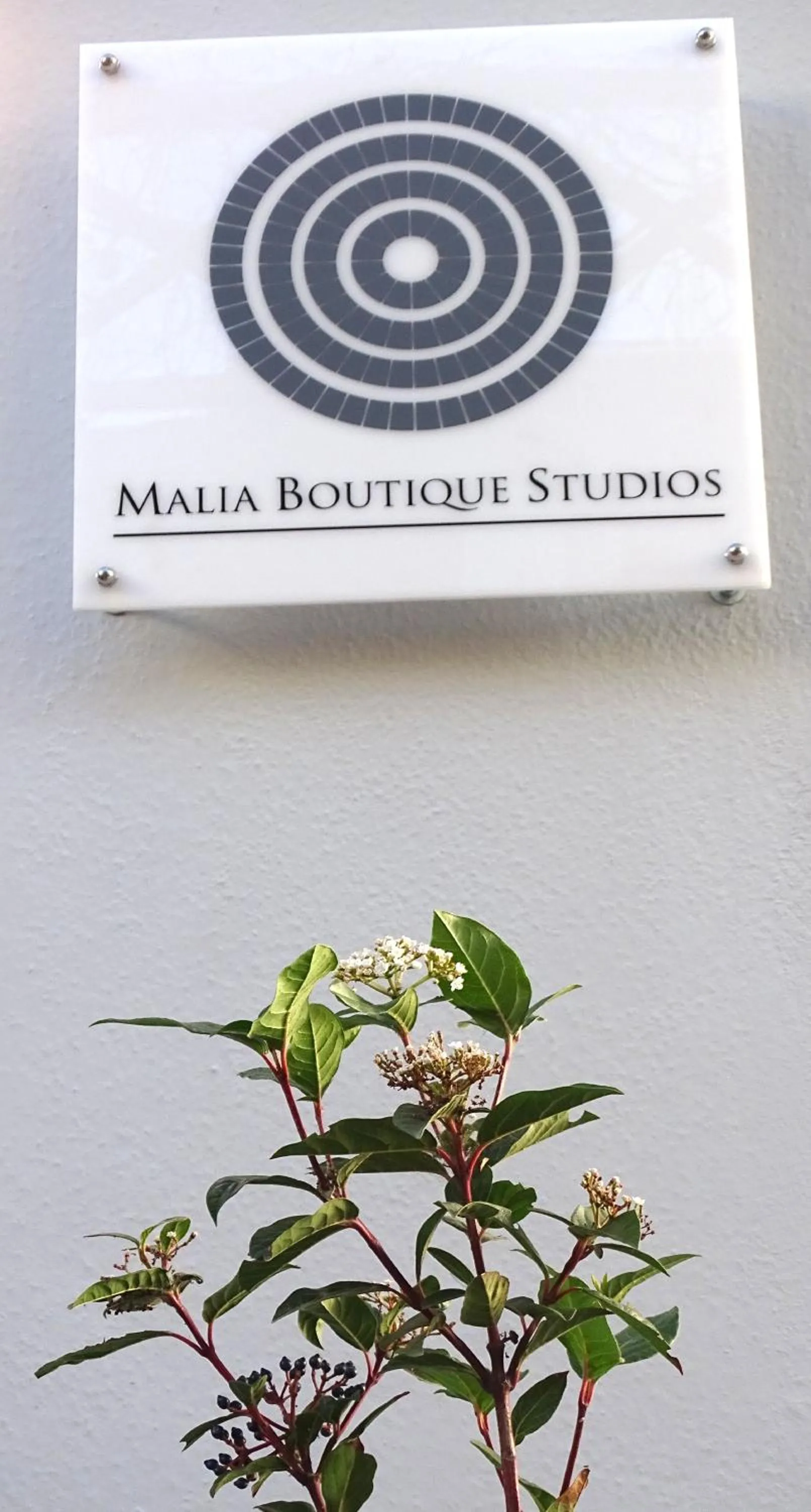 Logo/Certificate/Sign in Malia Boutique Studios