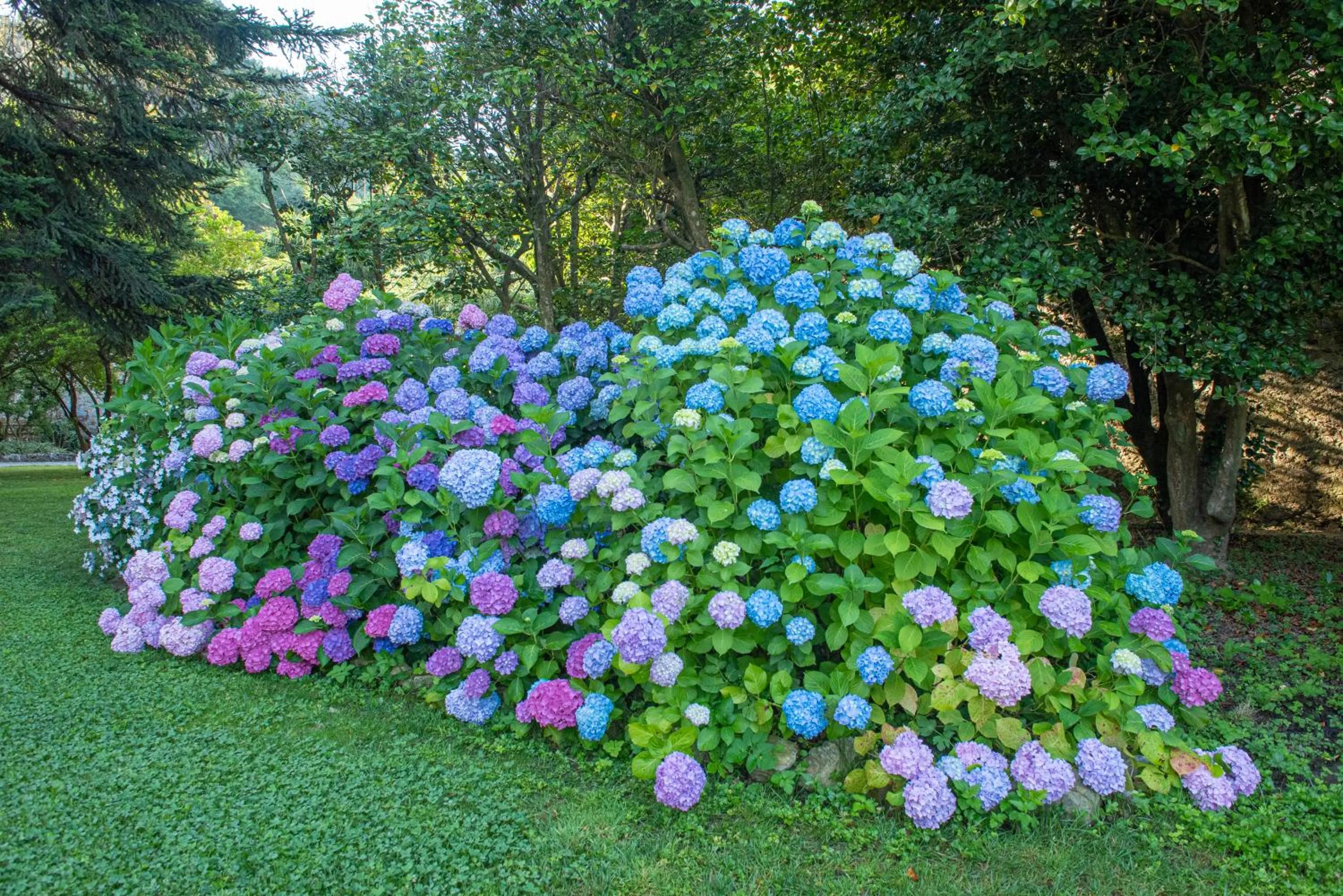 Garden in Relais Corte Rodeschi