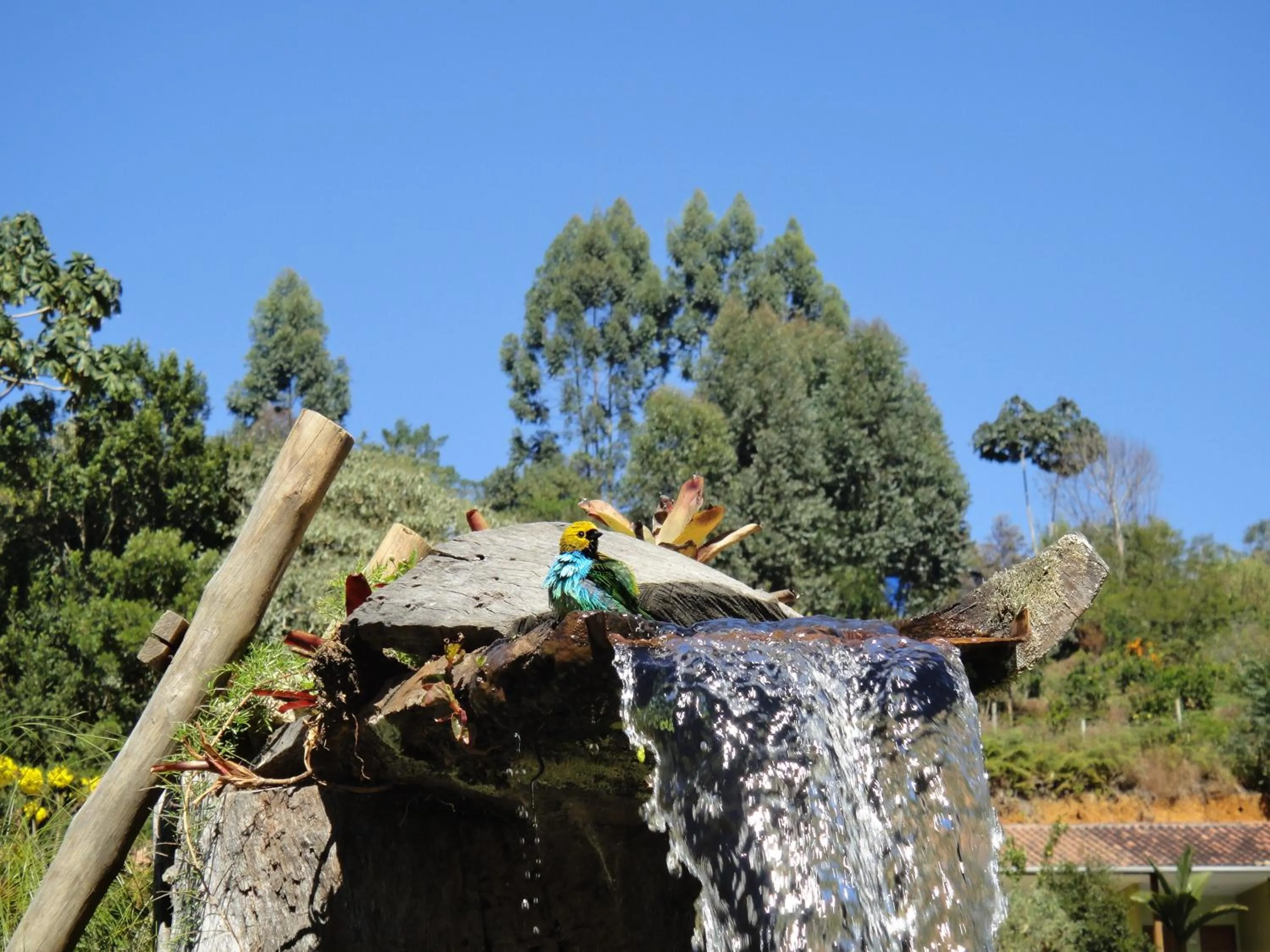 Animals in Chez Domaine Pousada Organica