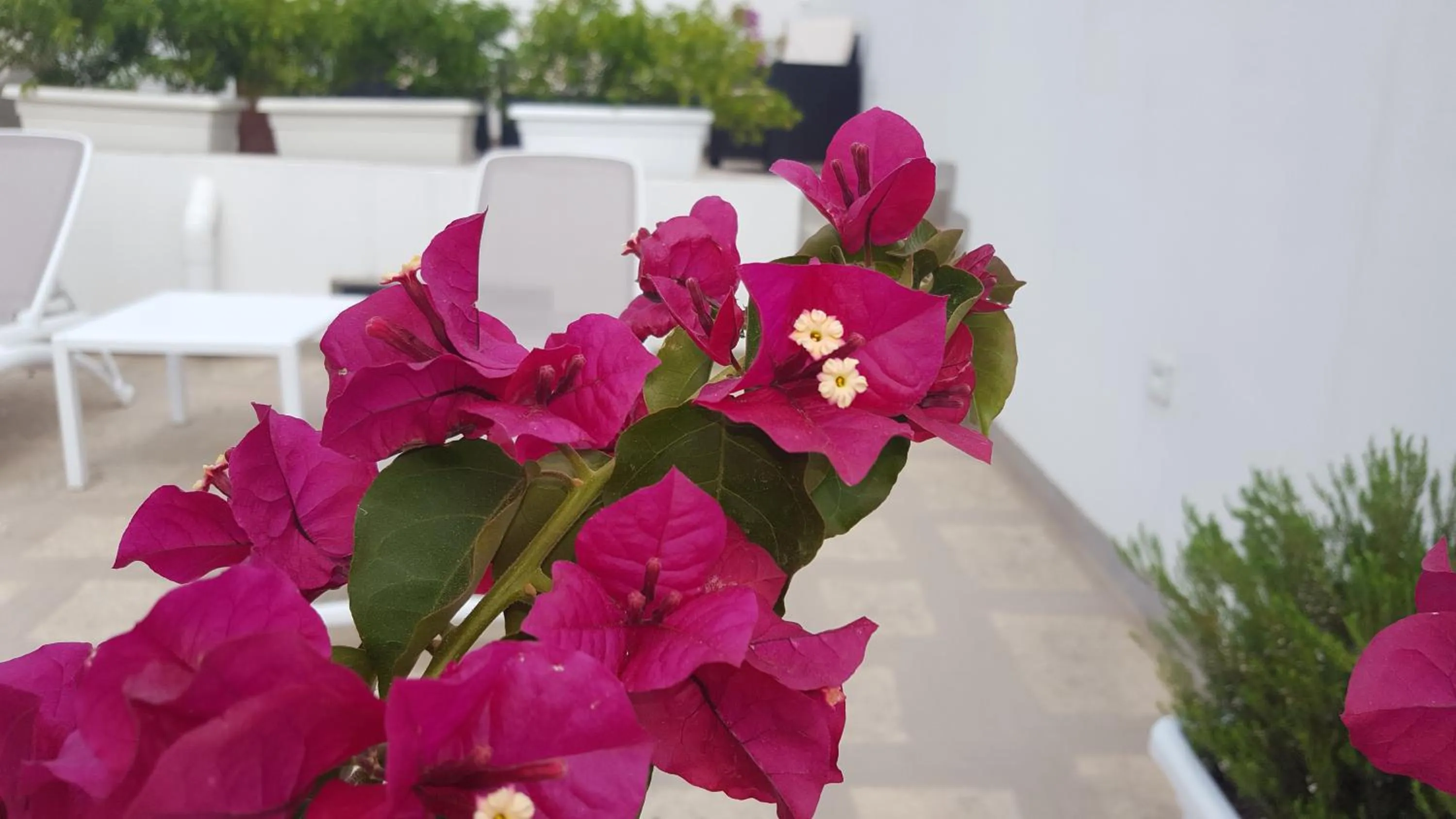 Solarium in Torres Suite