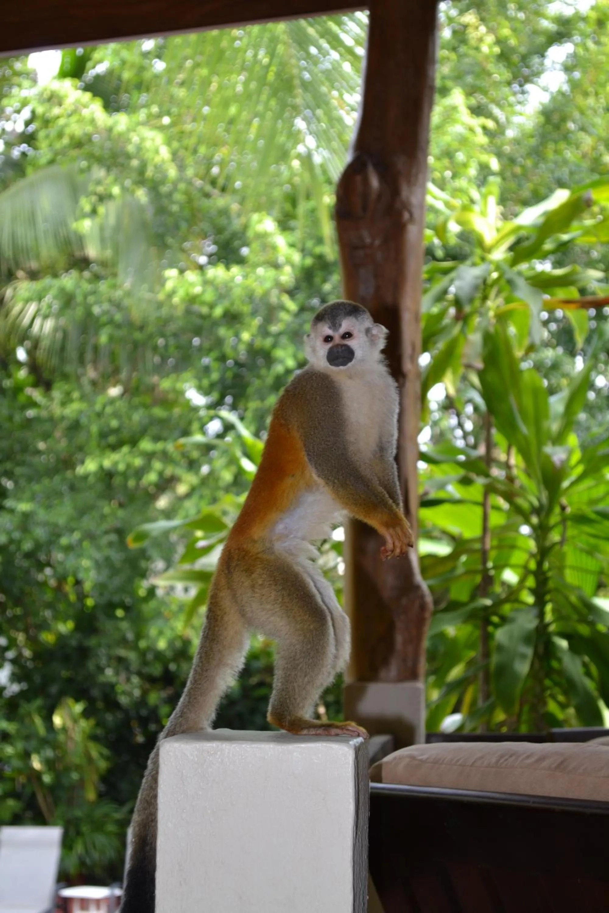 Restaurant/places to eat in The Falls at Manuel Antonio