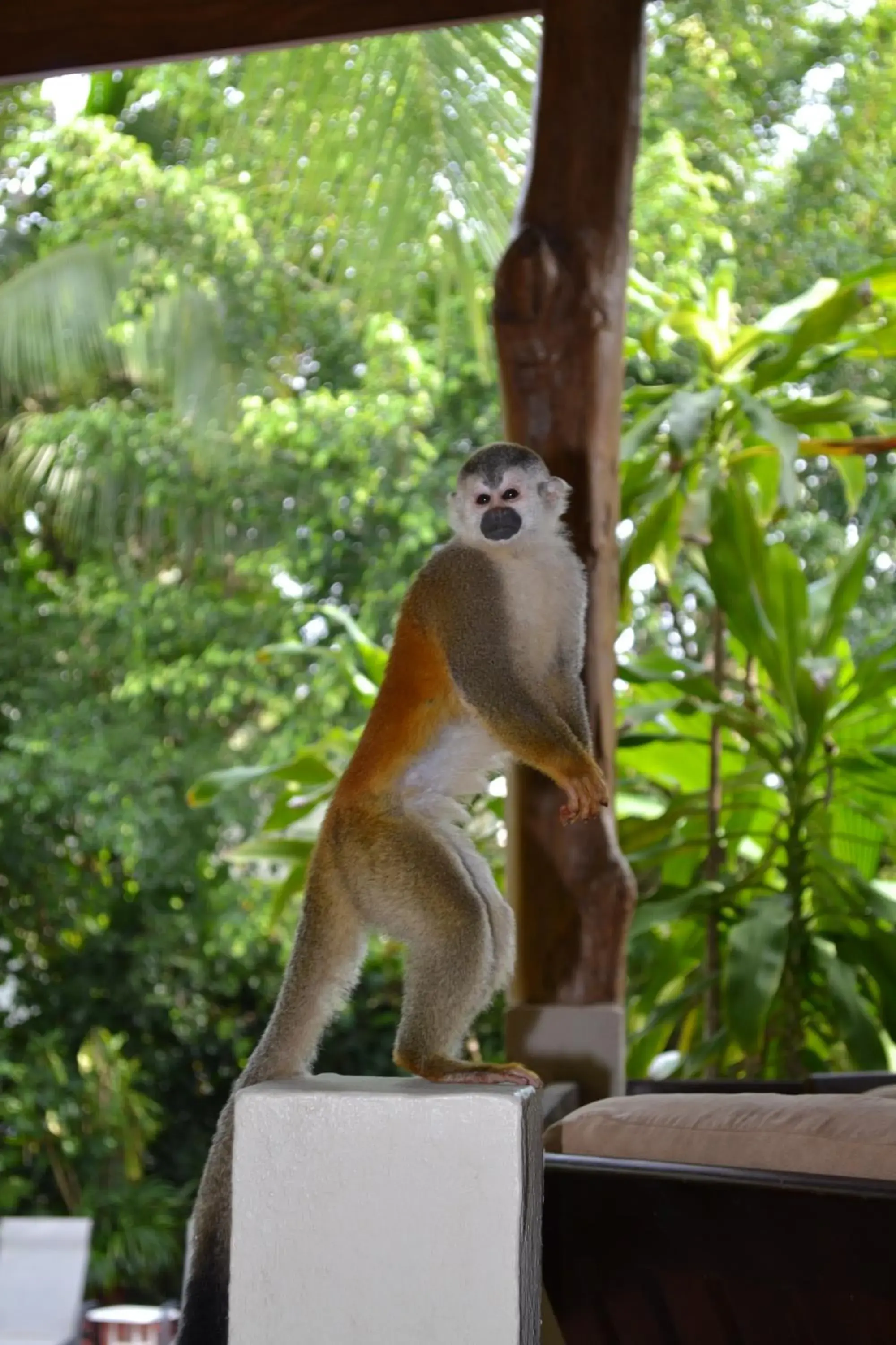 Restaurant/places to eat in The Falls at Manuel Antonio Restaurant/places to eat in The Falls at Manuel Antonio