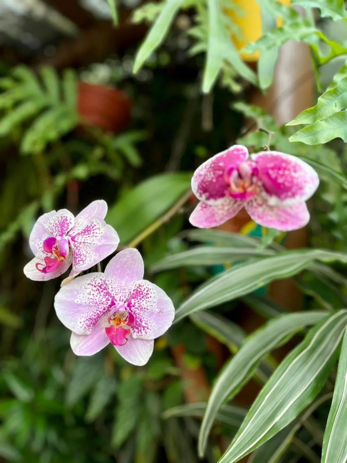 Recanto Toca das Plantas de Ilhabela I