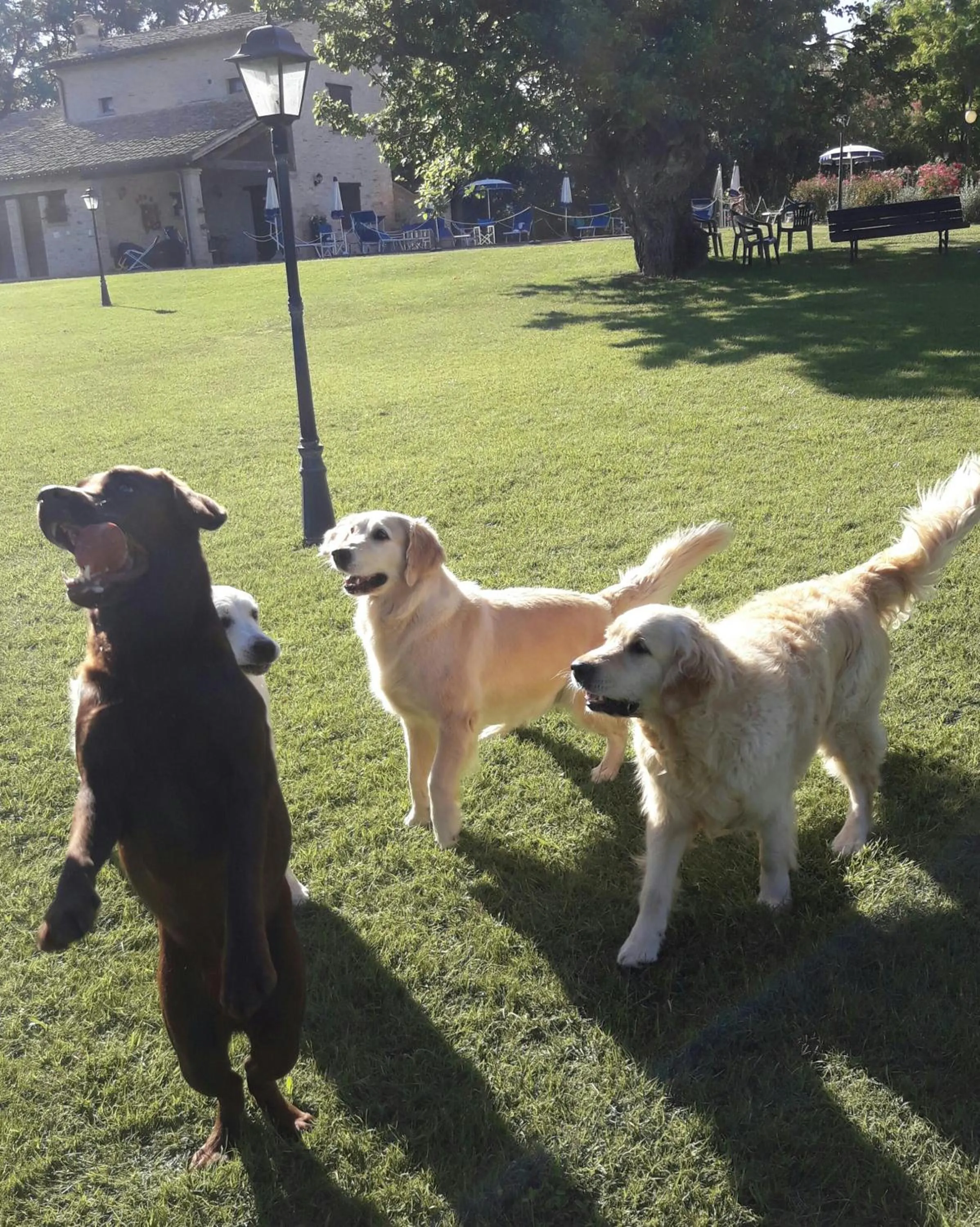 Pets in Parco Ducale Country House