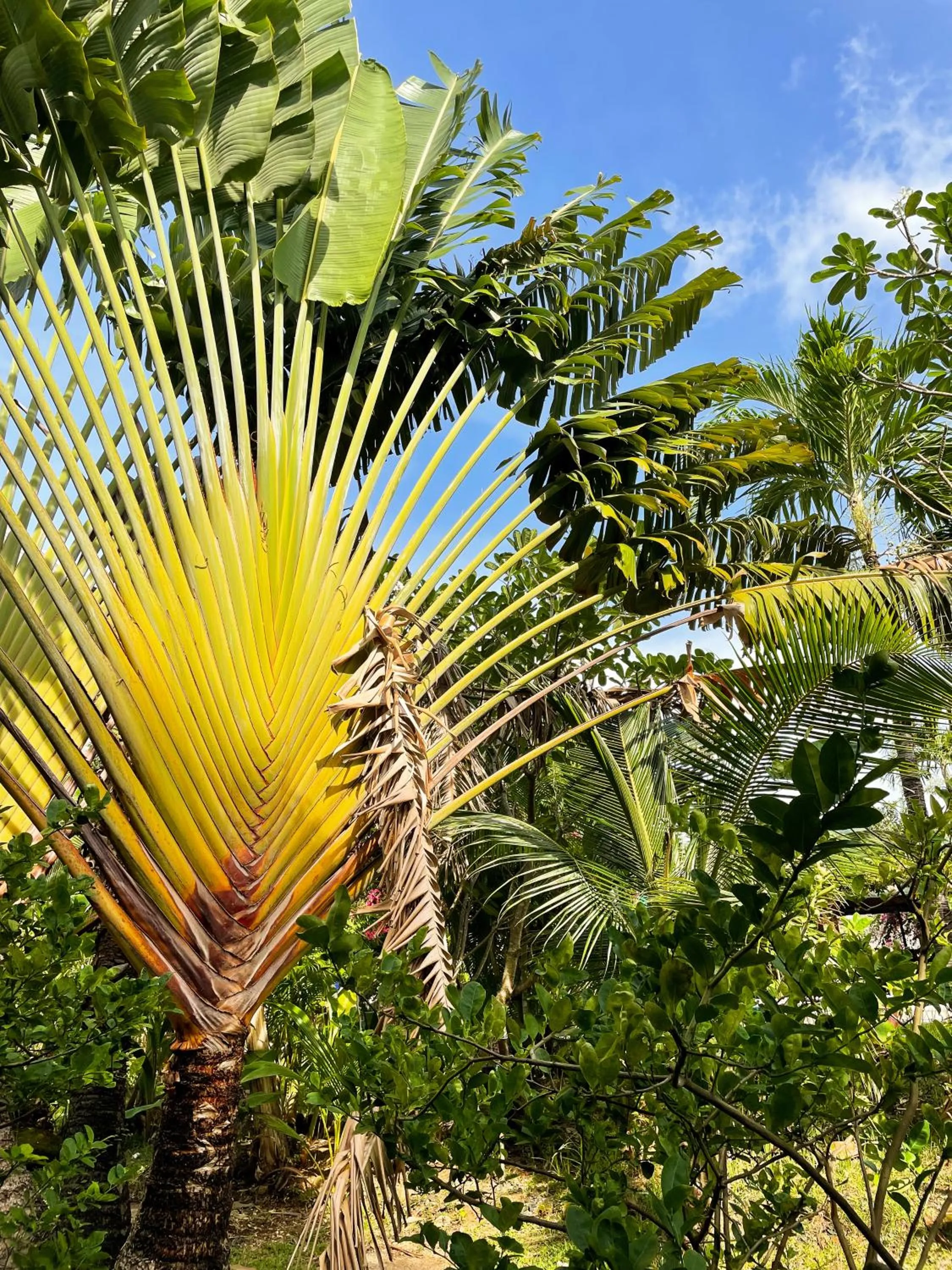 Spring in Patong Palace Hotel - SHA Extra Plus