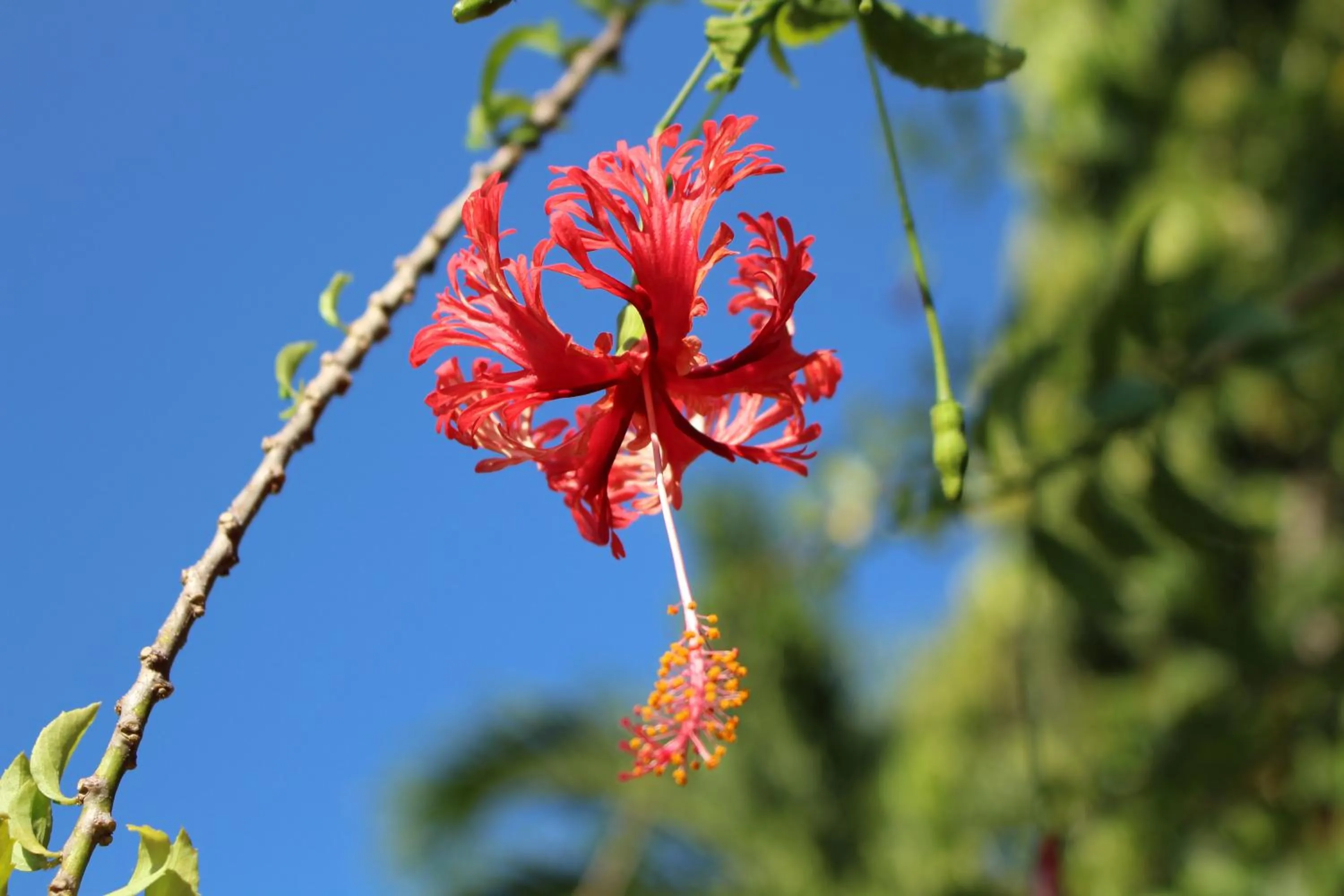 Garden in Patong Palace Hotel - SHA Extra Plus
