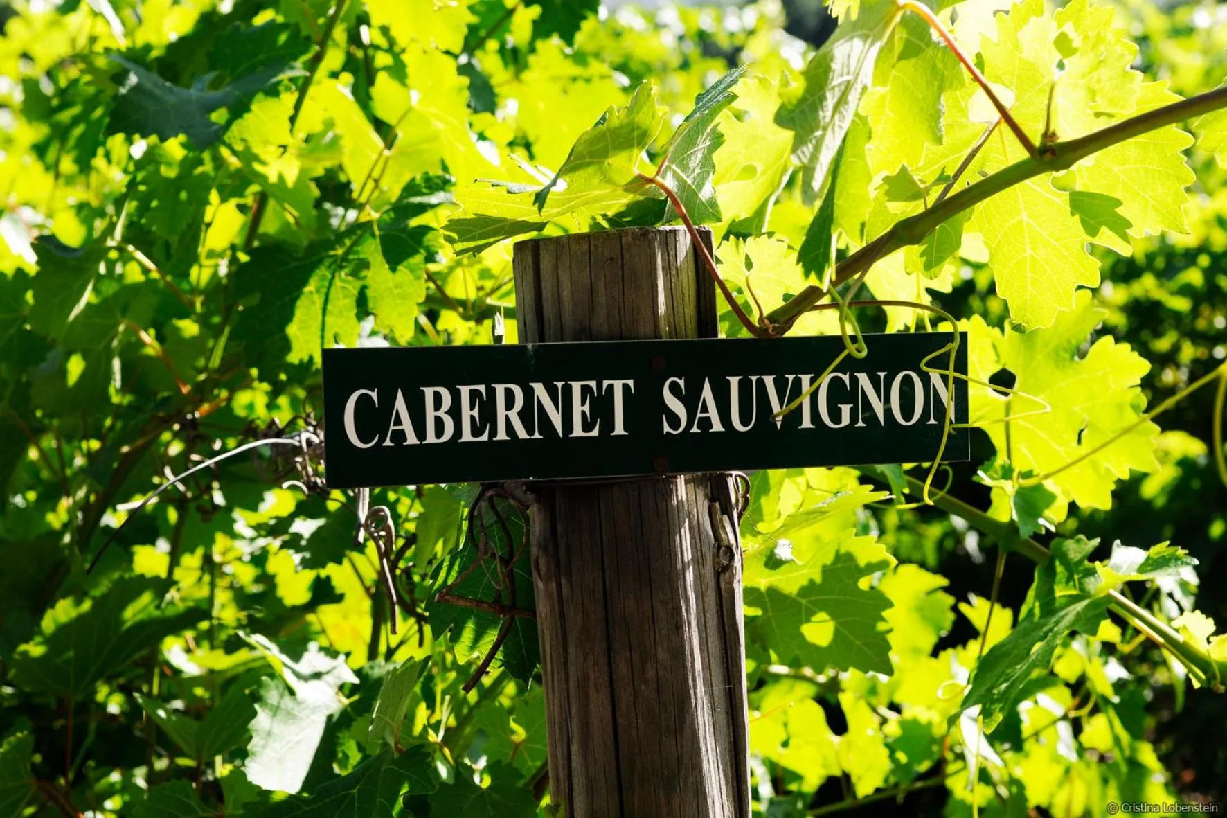 Garden view in Le Manoir de Brendel
