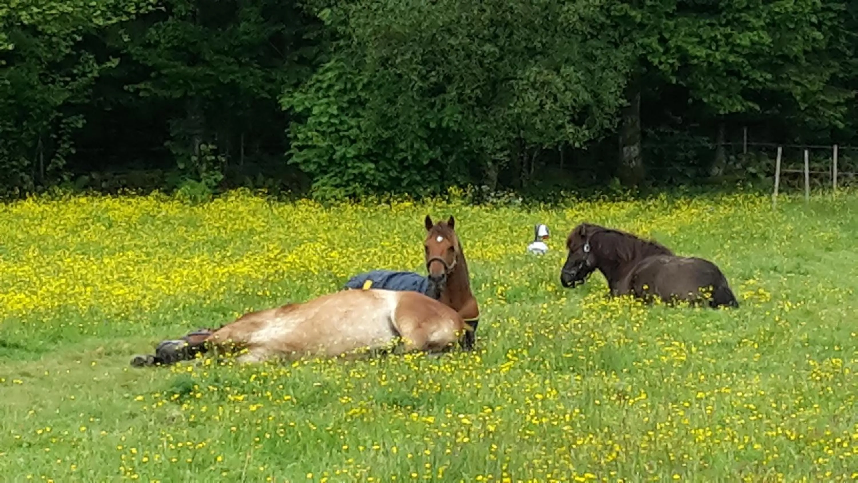 Animals in Älgbergets Bed & Breakfast