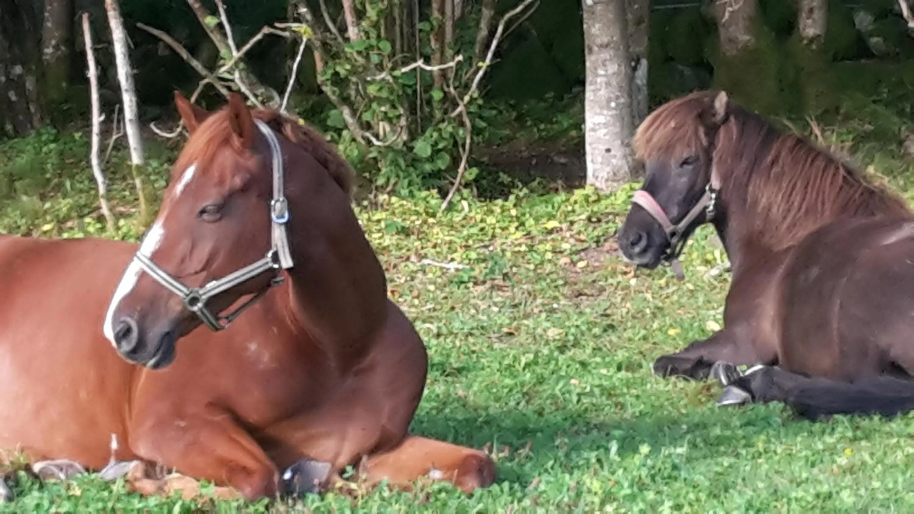 Älgbergets Bed & Breakfast