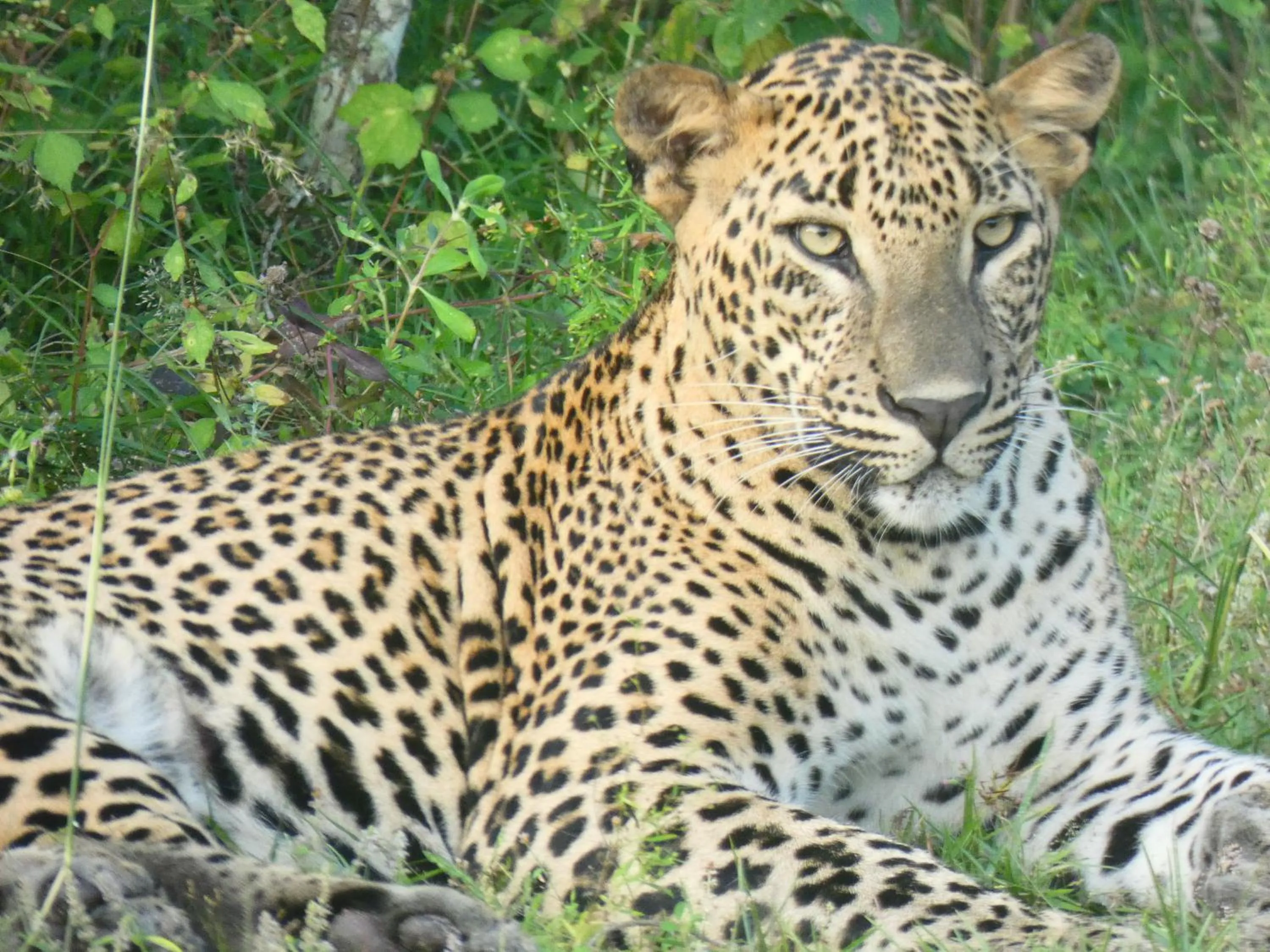 Animals in Lavender Home Yala Safari