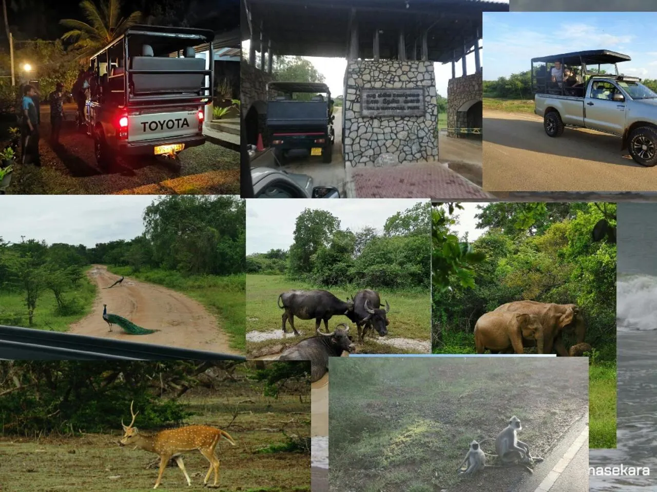 Animals in Lavender Home Yala Safari