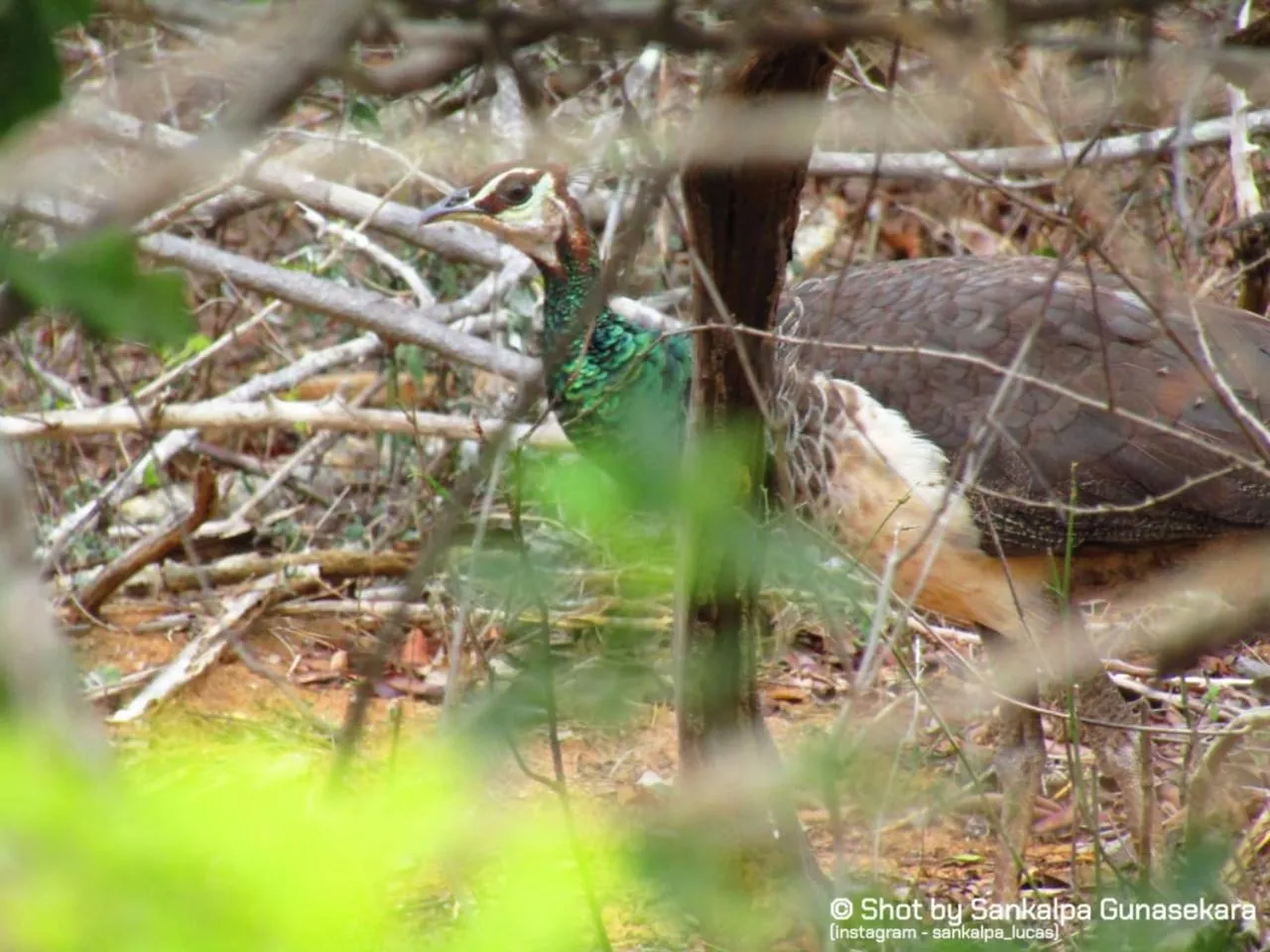 Animals in Lavender Home Yala Safari