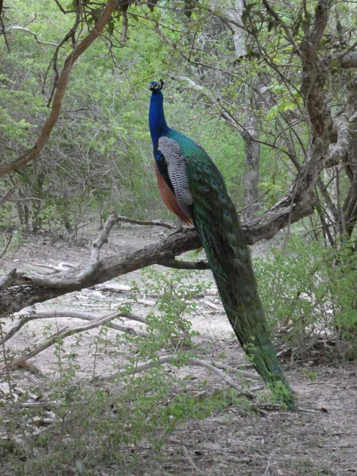 Animals in Lavender Home Yala Safari