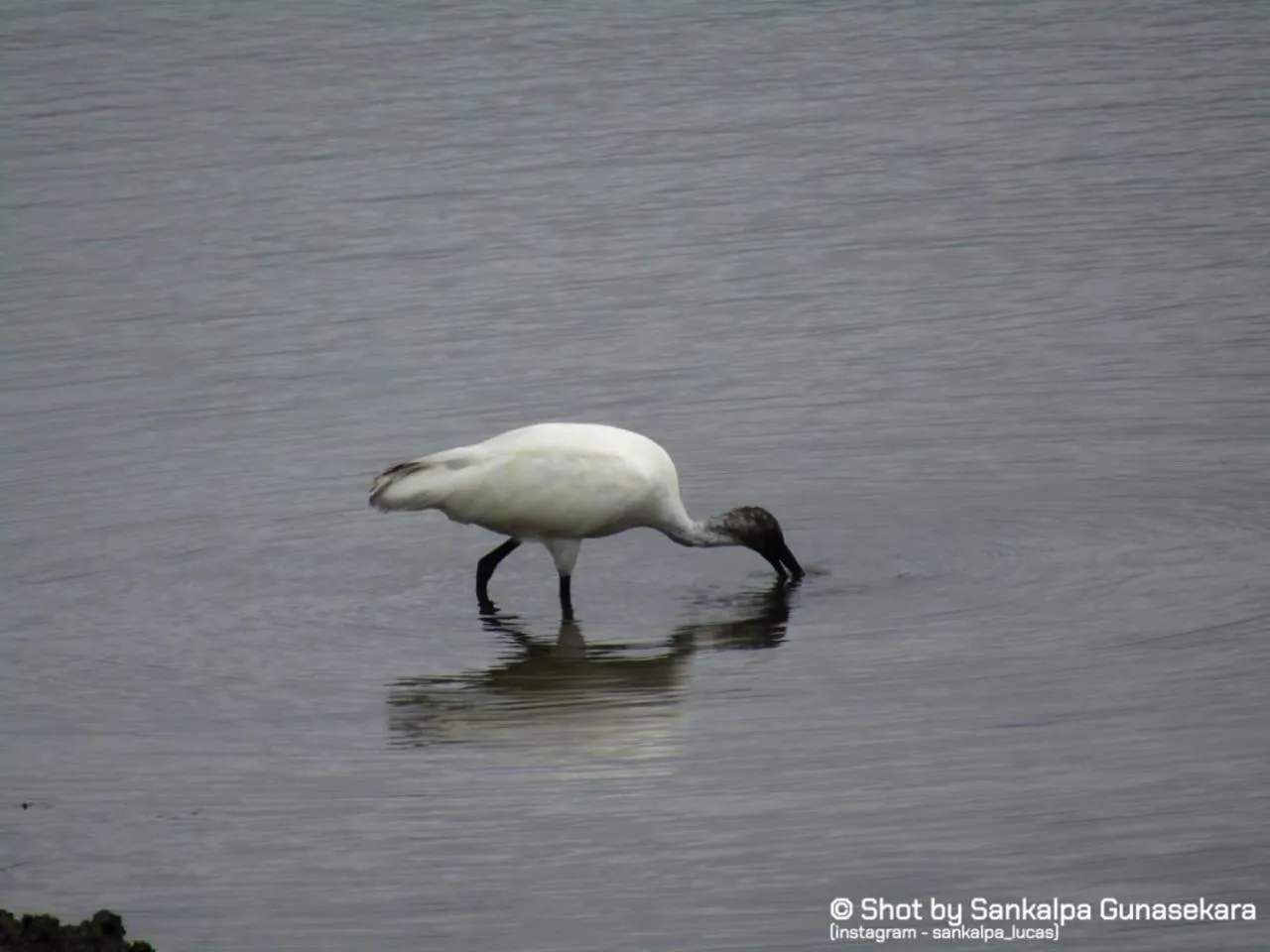Animals in Lavender Home Yala Safari