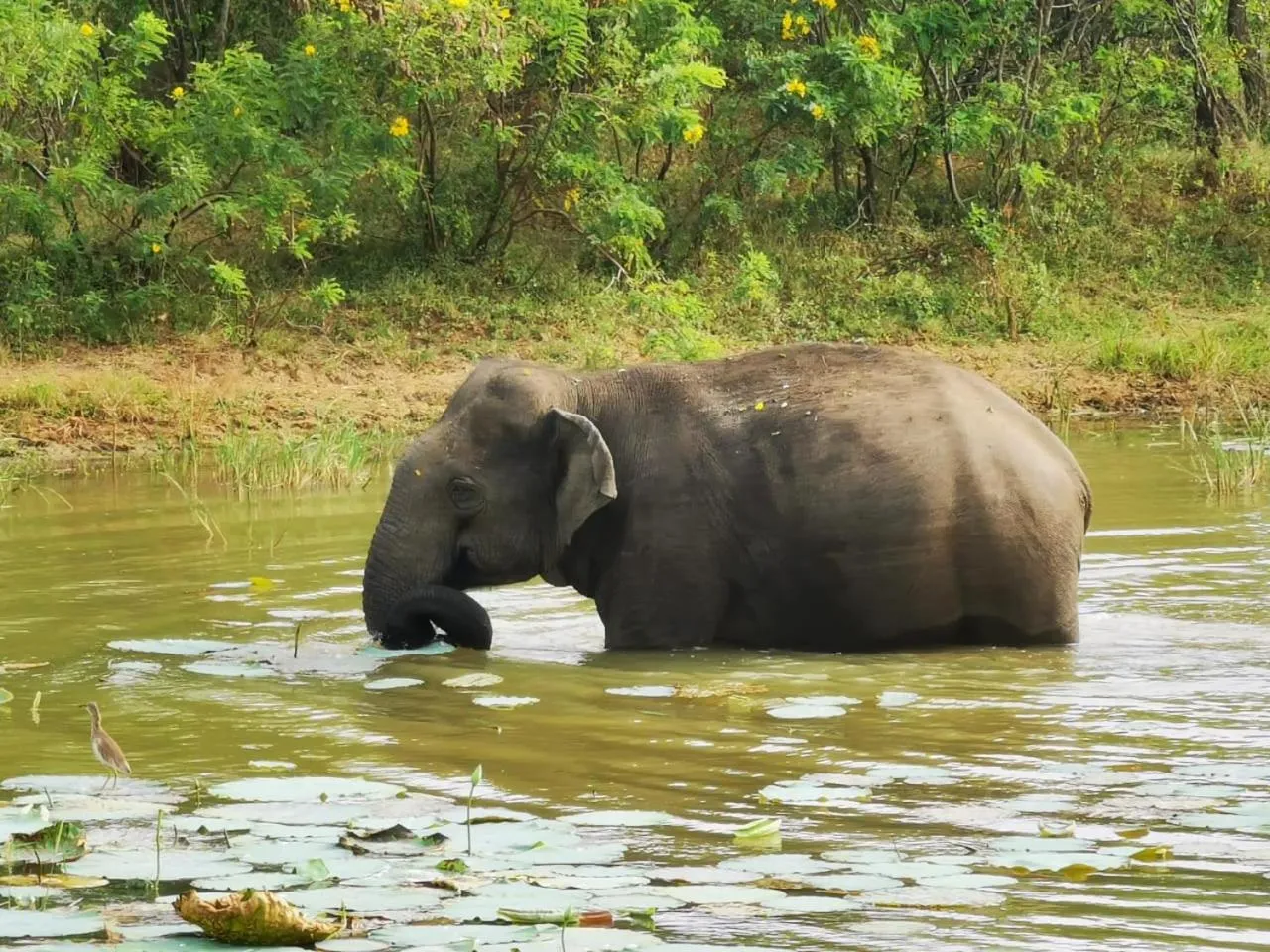 Animals in Lavender Home Yala Safari