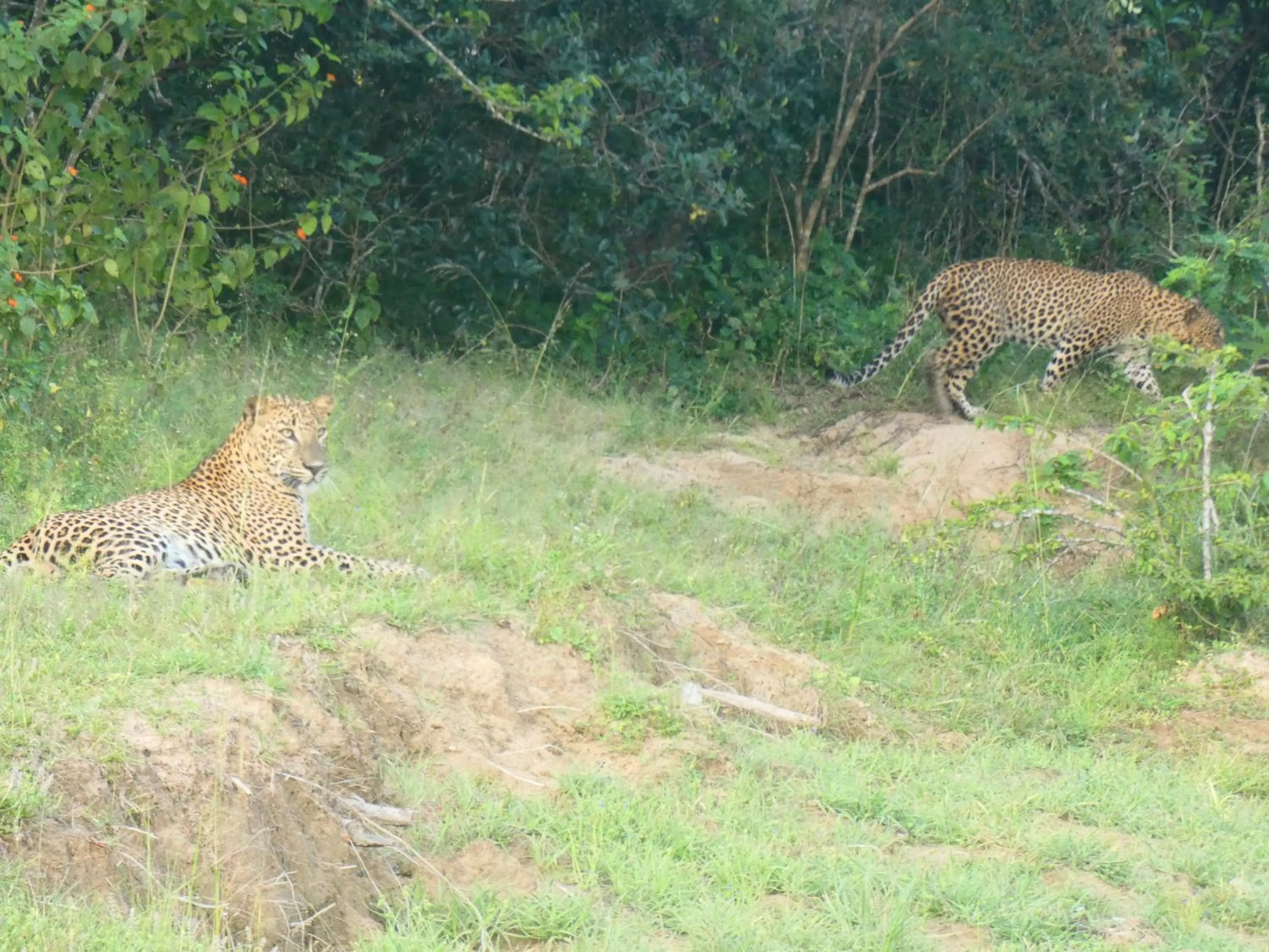 Activities in Lavender Home Yala Safari