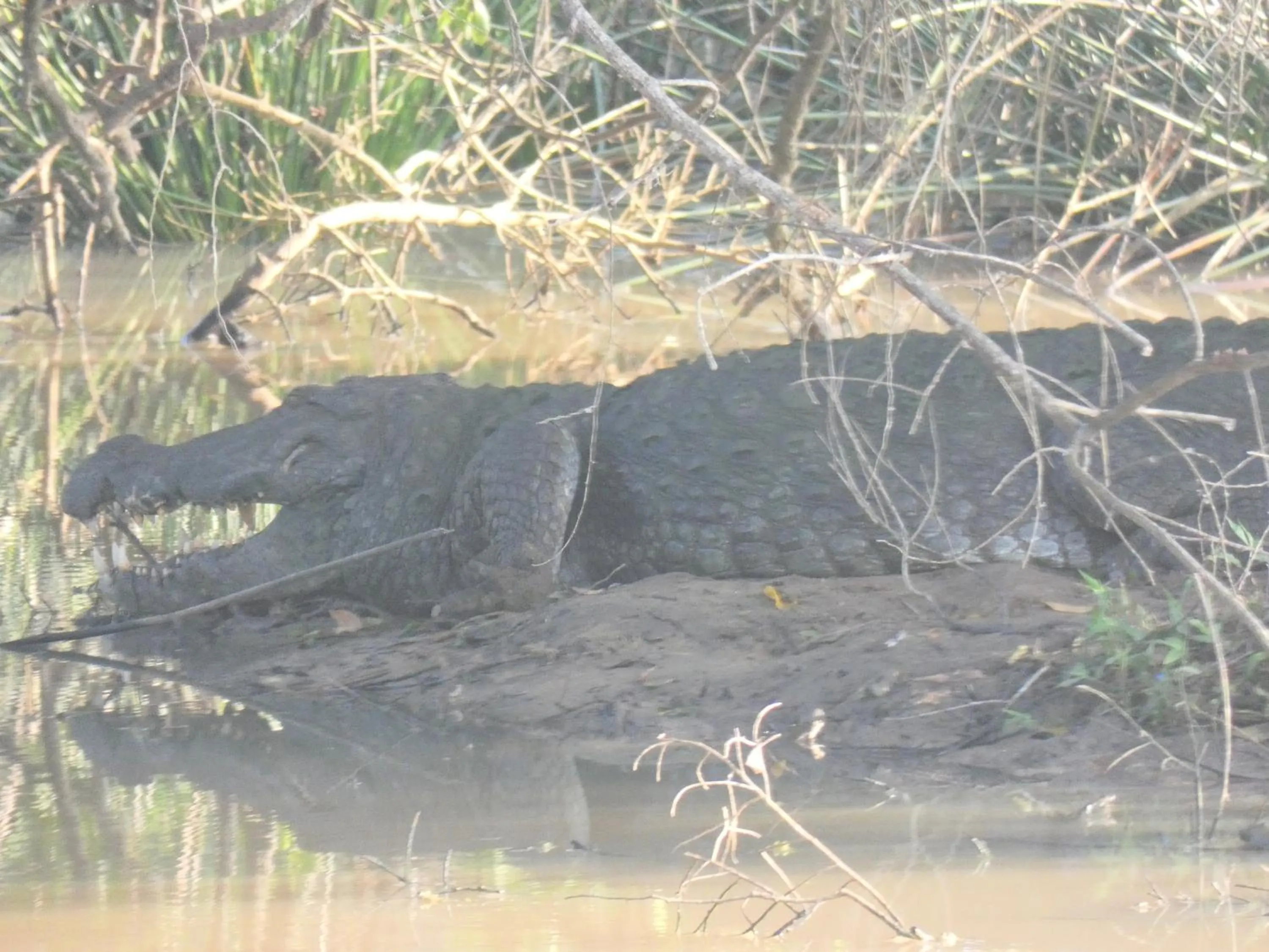 Animals in Lavender Home Yala Safari