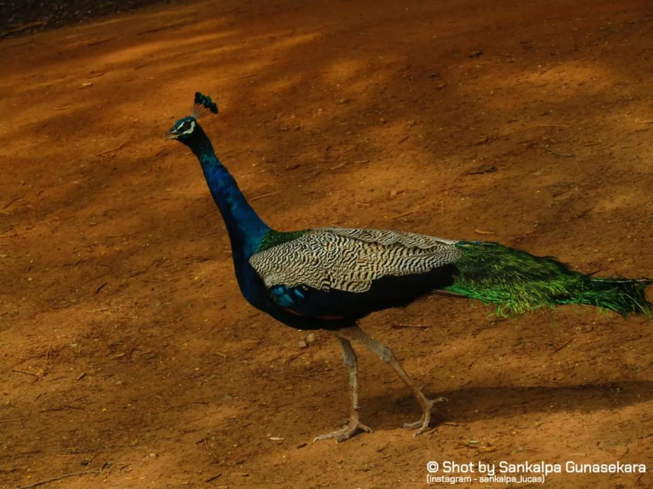 Animals in Lavender Home Yala Safari