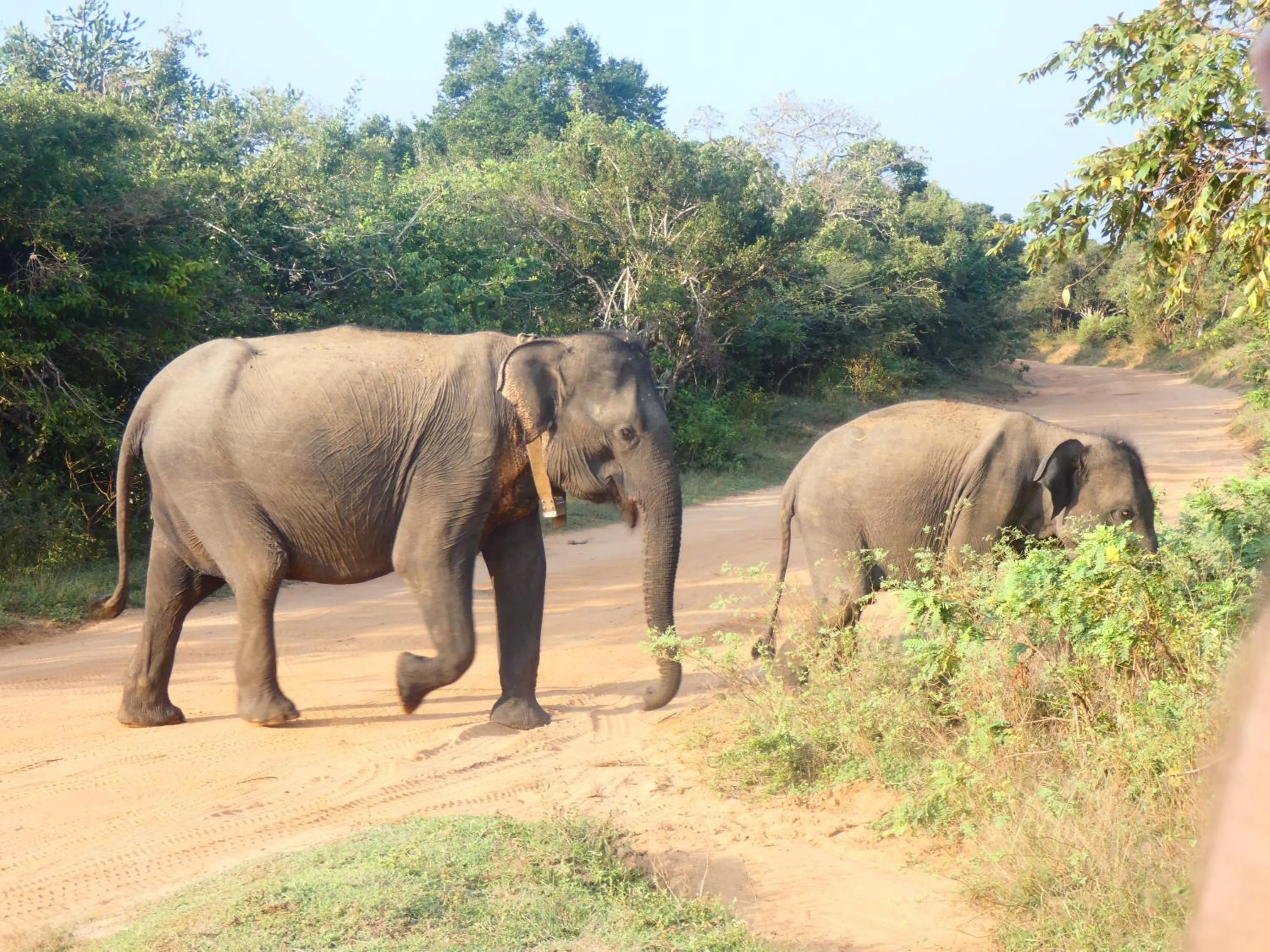 Animals in Lavender Home Yala Safari