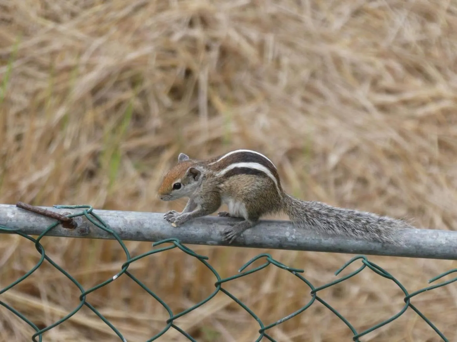 Animals in Lavender Home Yala Safari