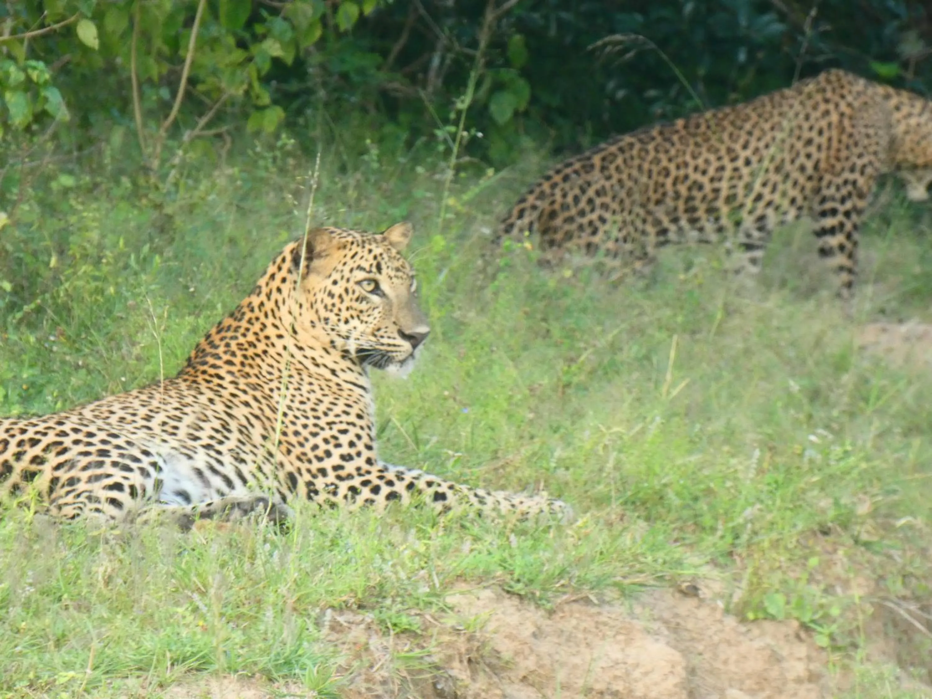 Activities in Lavender Home Yala Safari