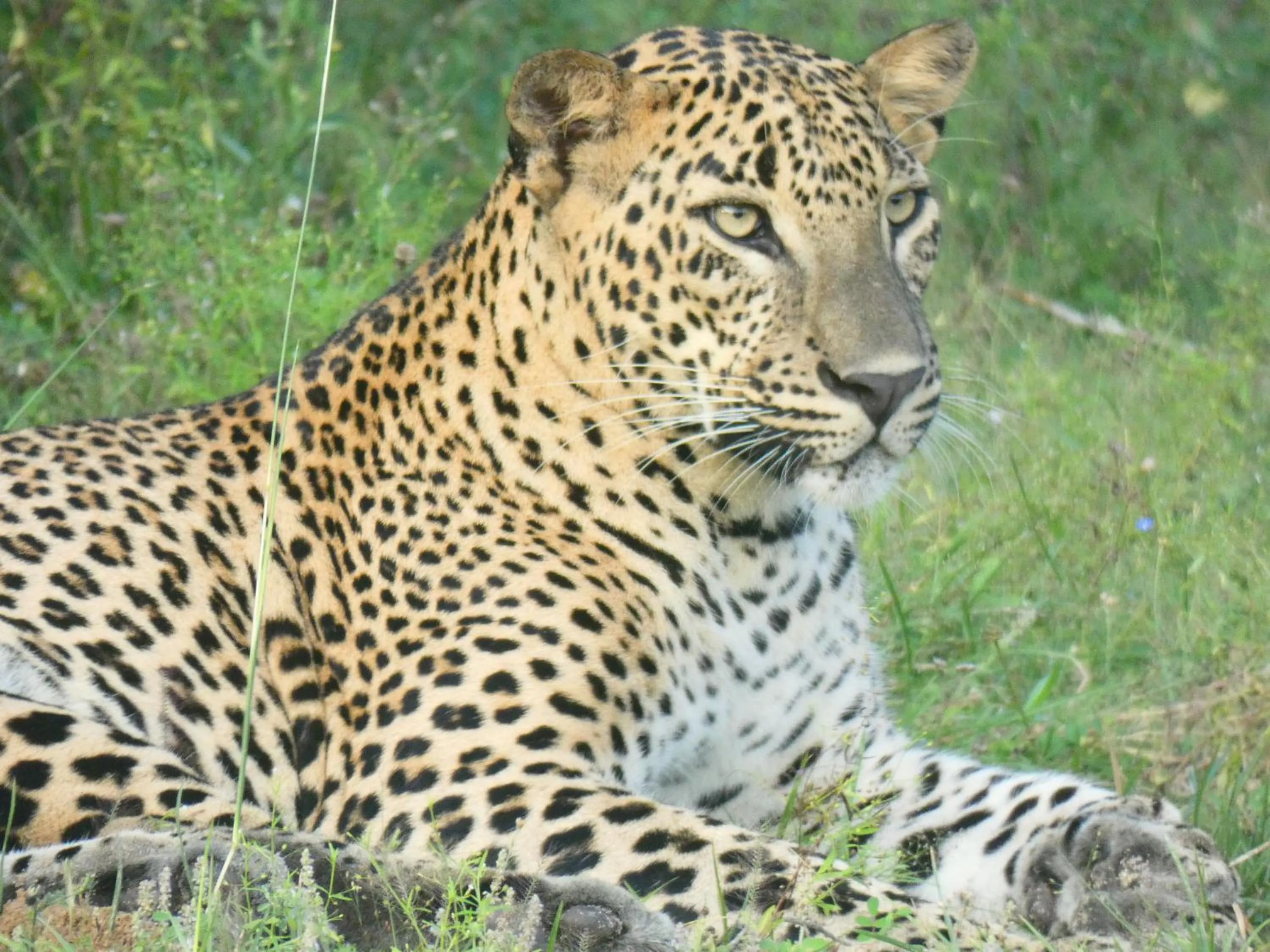 Animals in Lavender Home Yala Safari