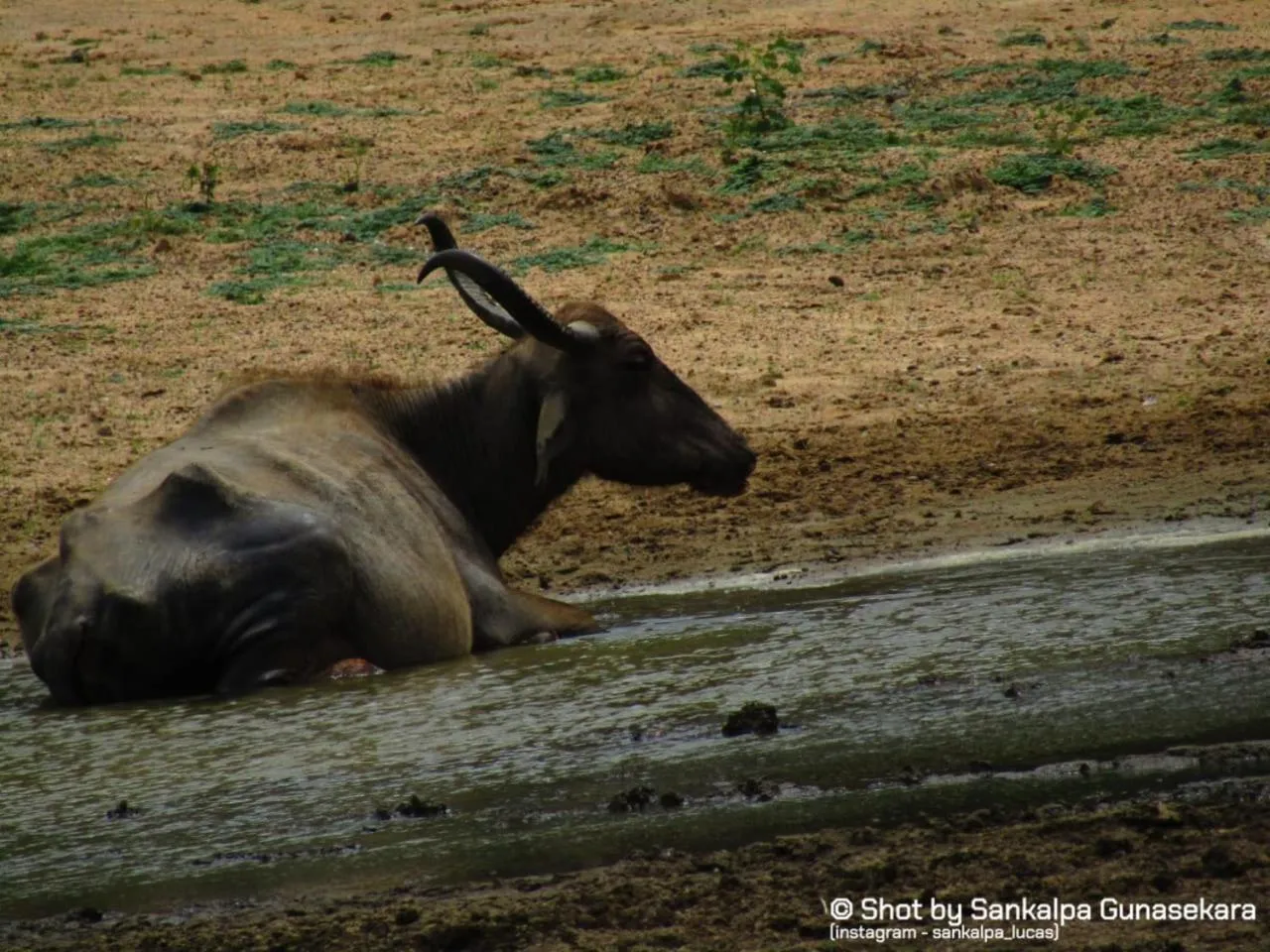 Animals in Lavender Home Yala Safari