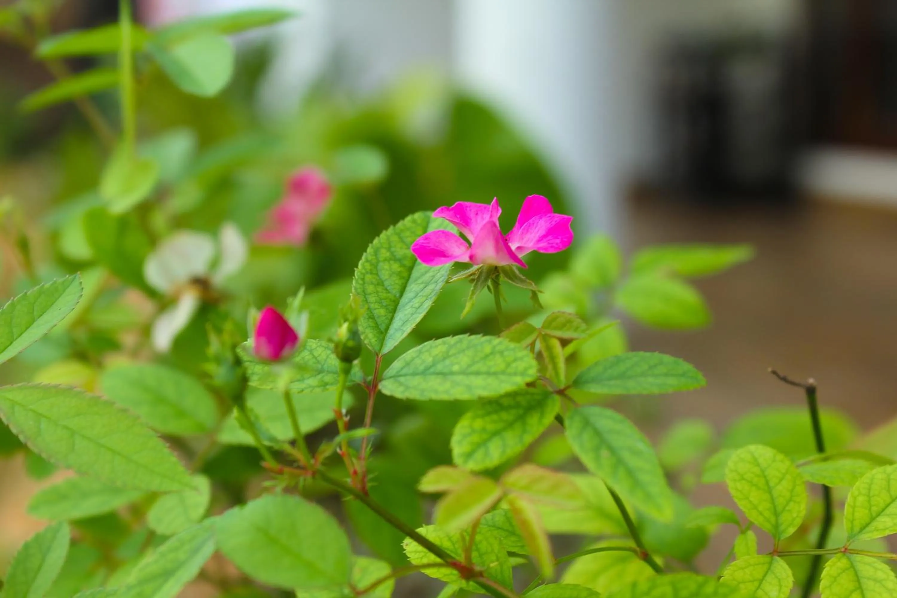 Garden in Lavender Home Yala Safari