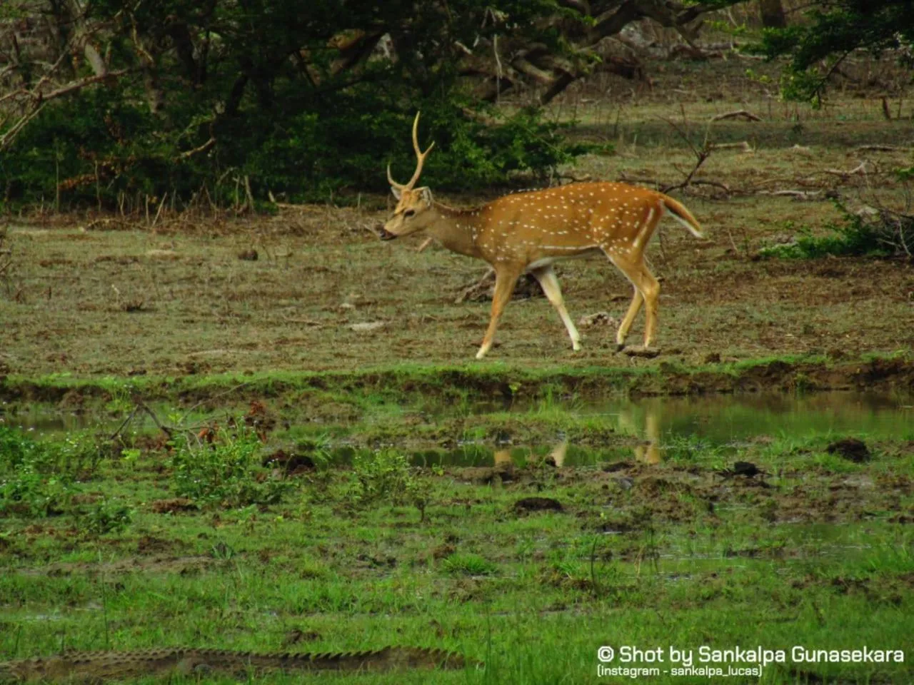 Animals in Lavender Home Yala Safari