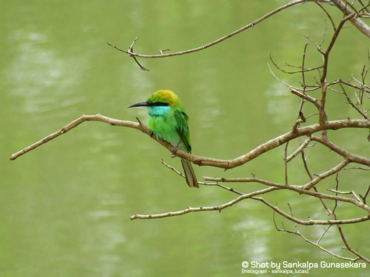 Animals in Lavender Home Yala Safari