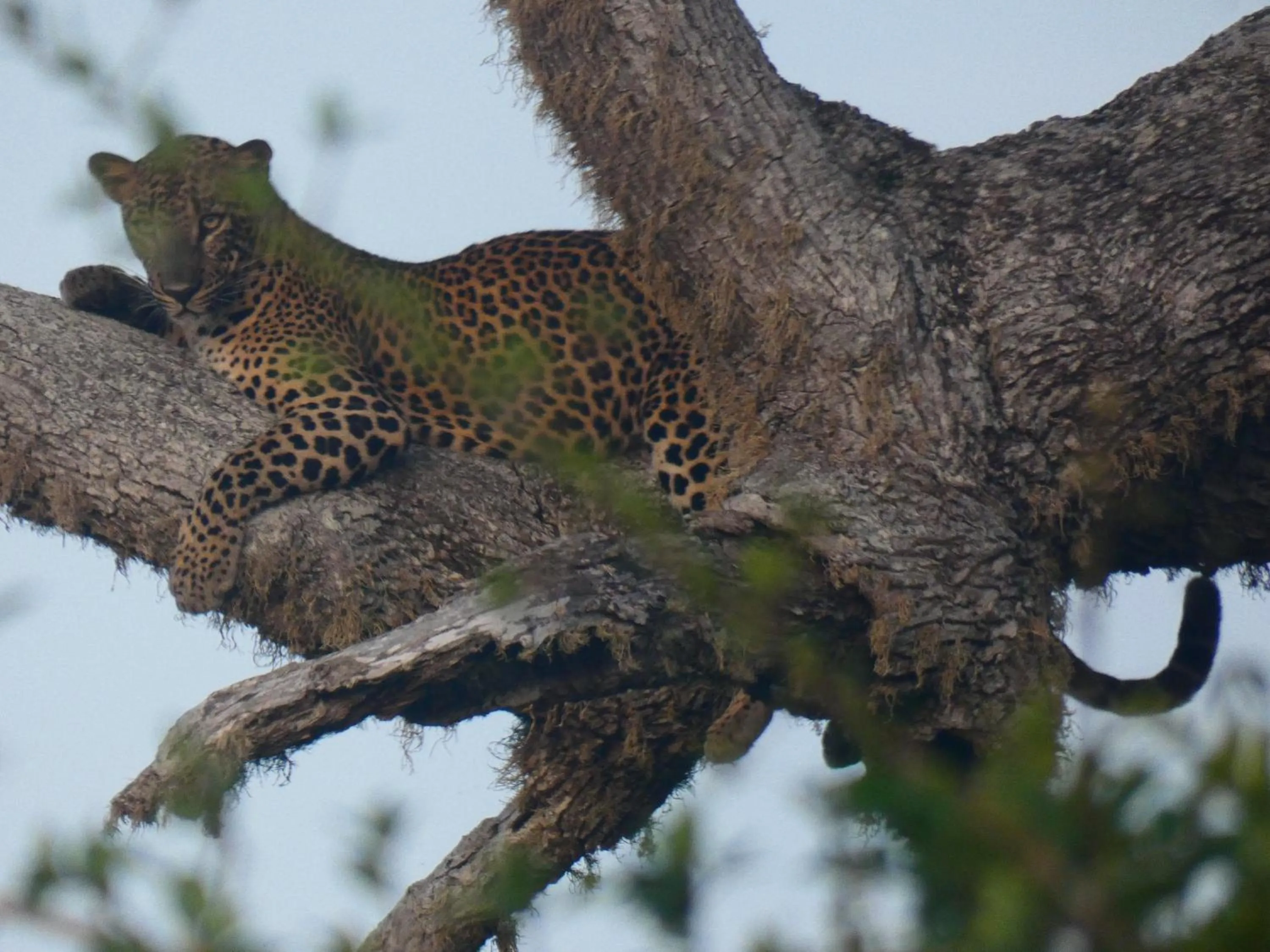 Animals in Lavender Home Yala Safari