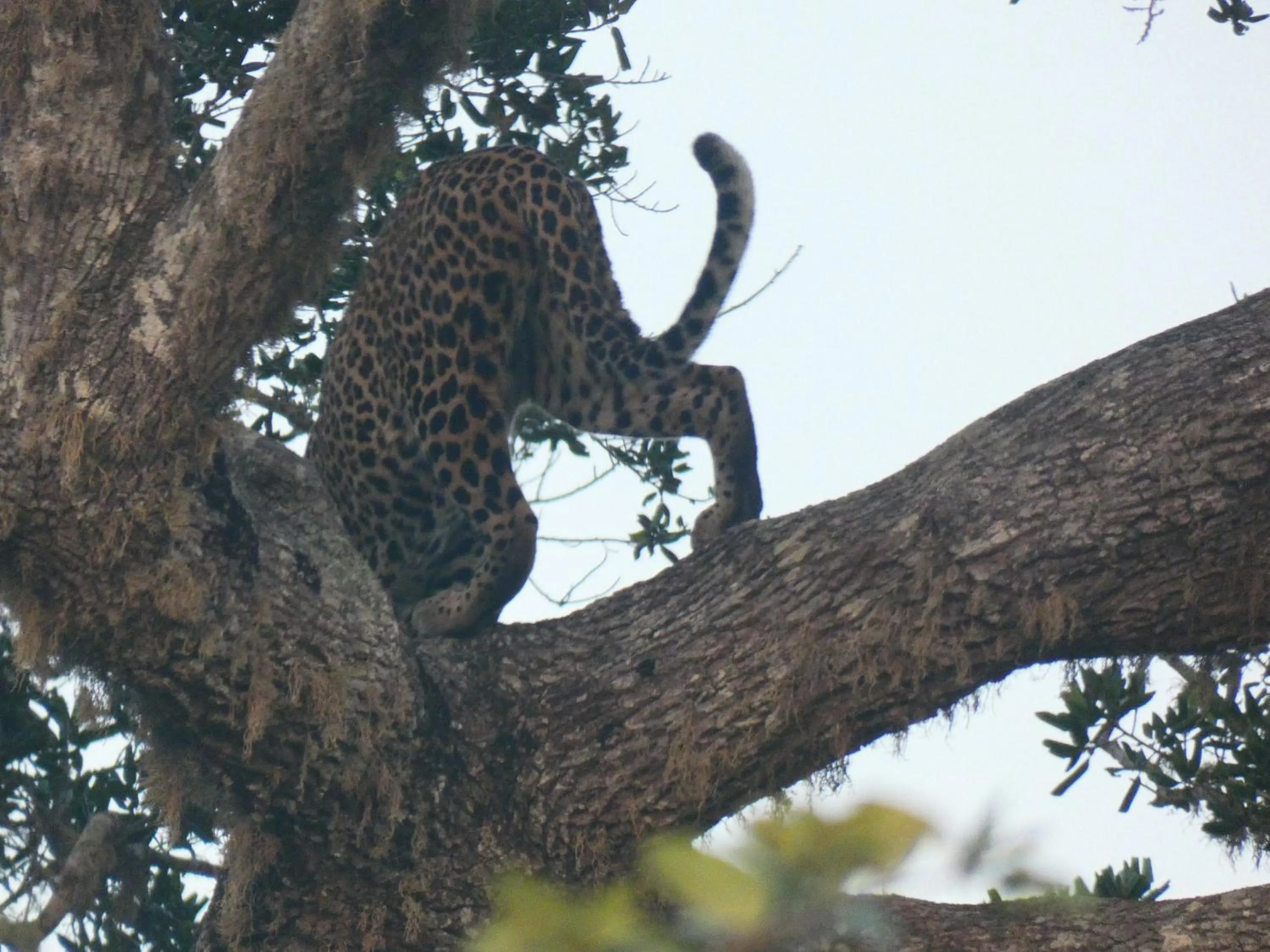 Animals in Lavender Home Yala Safari