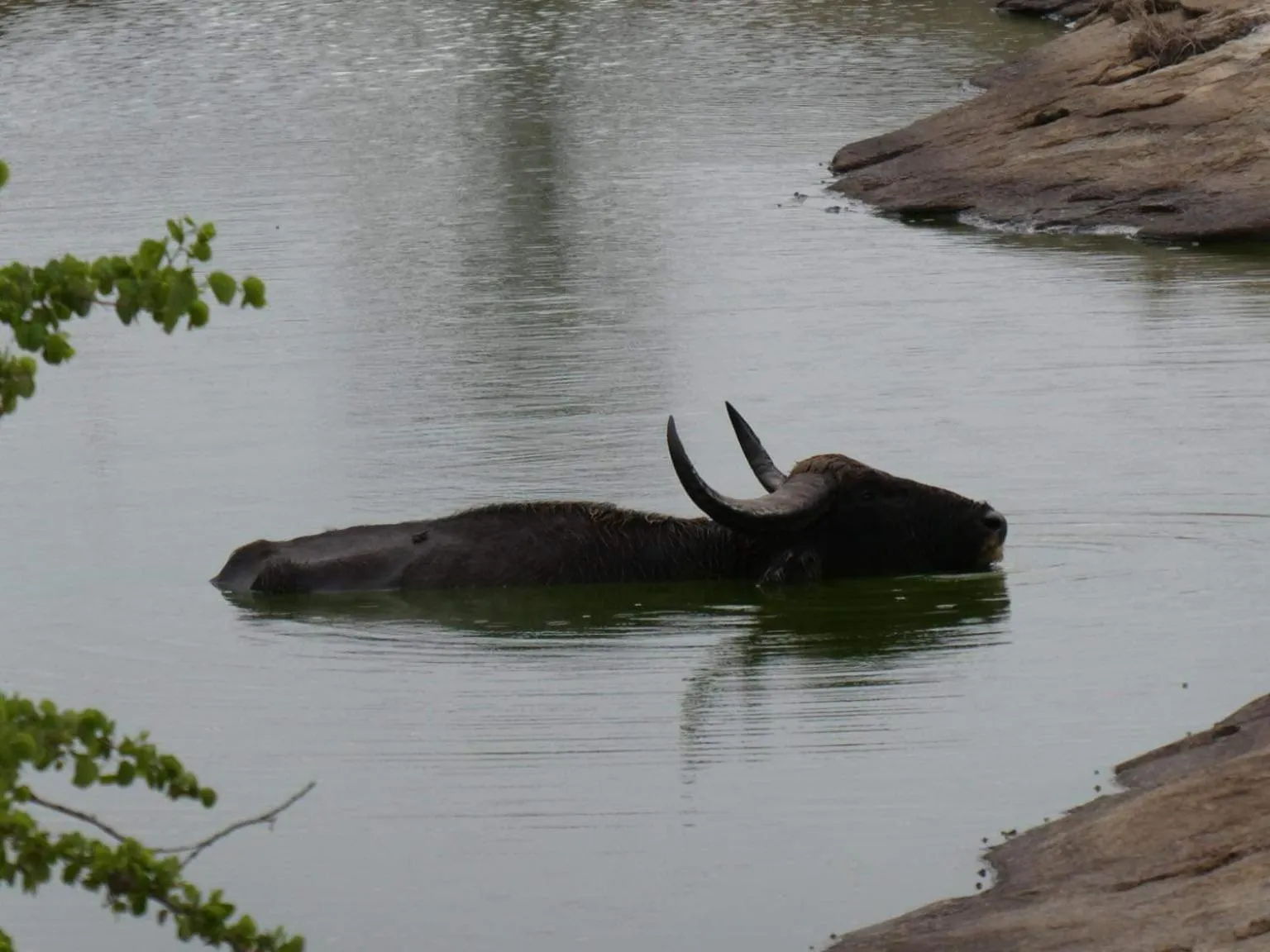 Animals in Lavender Home Yala Safari