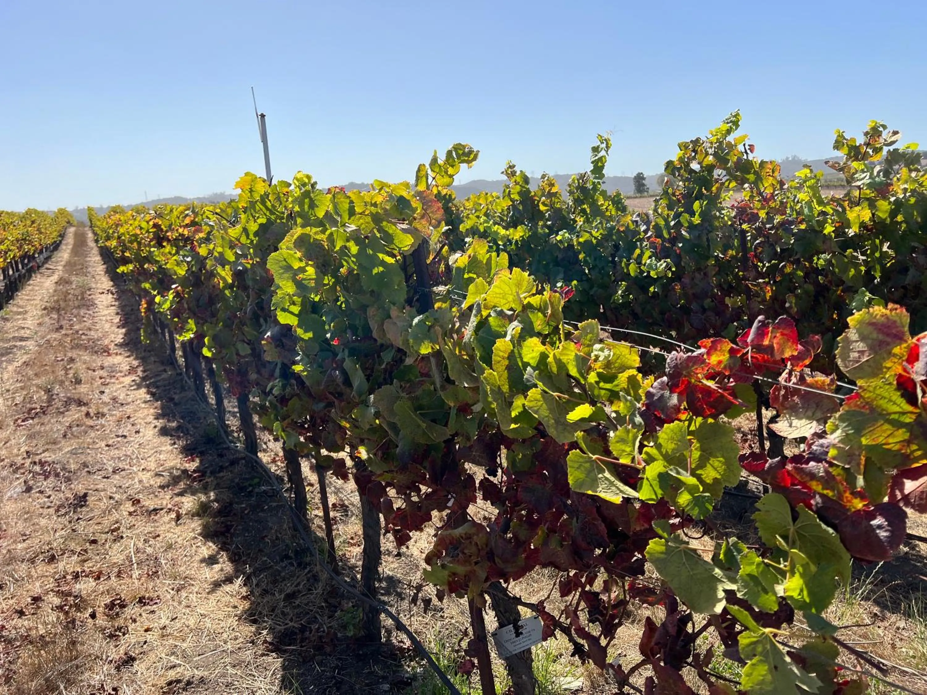 Hotel Calle Joaquin - San Luis Obispo