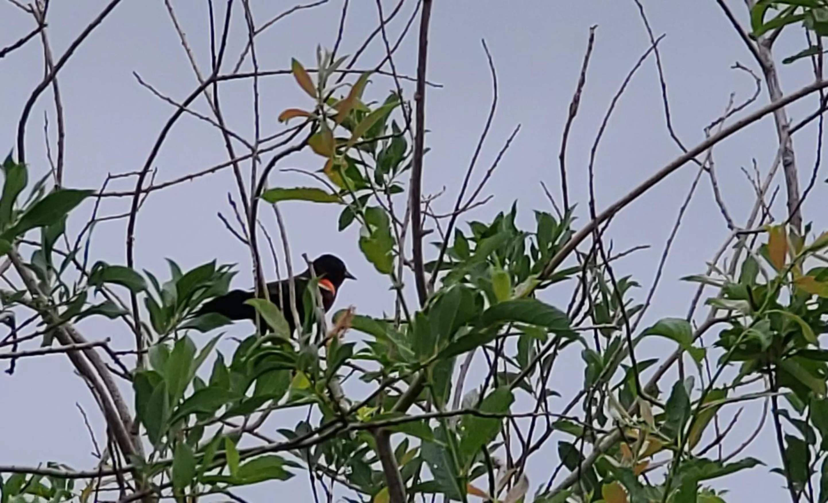 Animals in Bouctouche Bay Inn