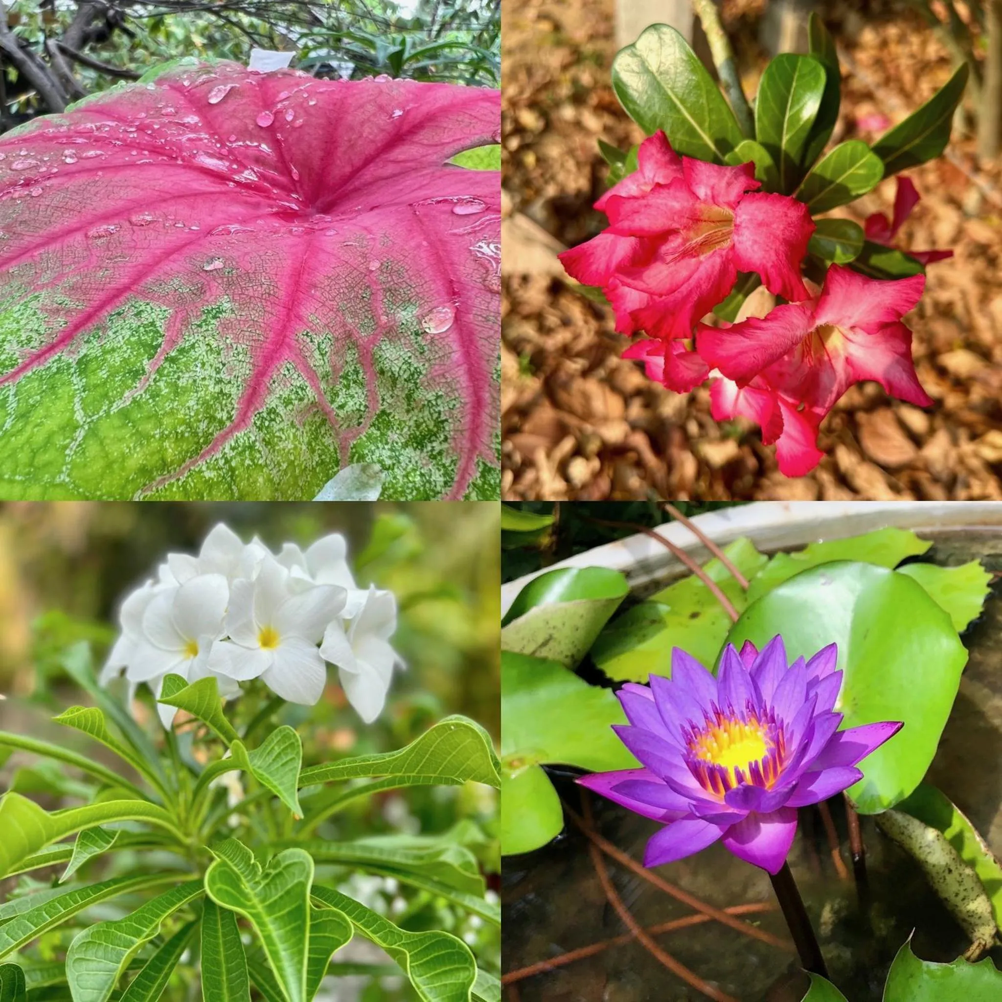 Garden in Wind Blend Kite Resort