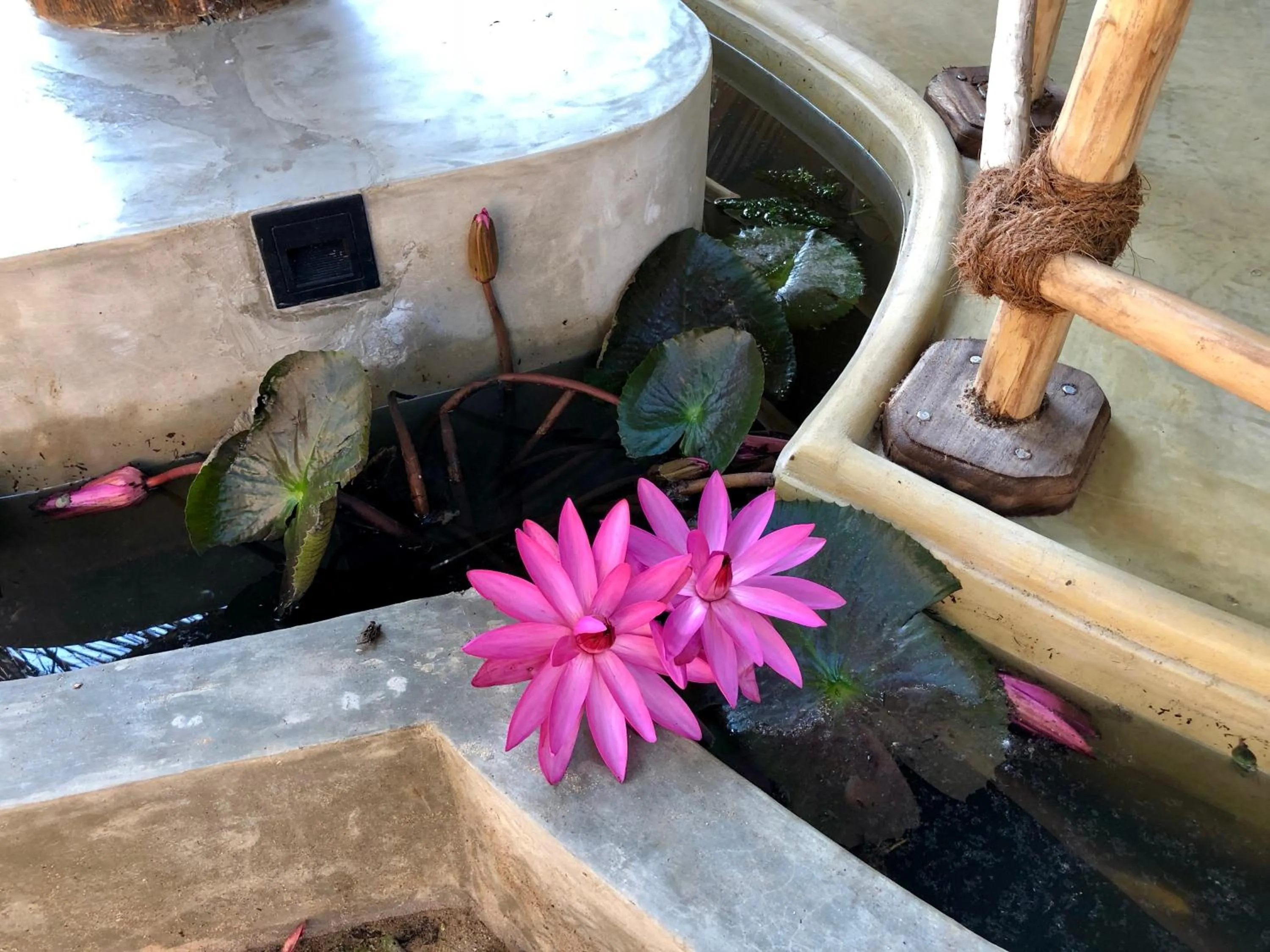 Garden in Wind Blend Kite Resort