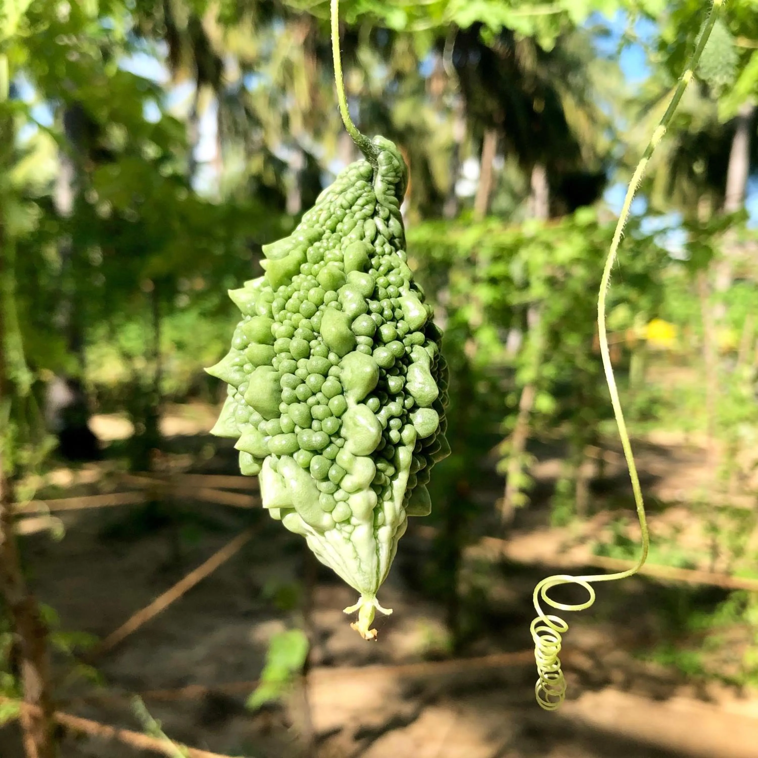 Garden in Wind Blend Kite Resort