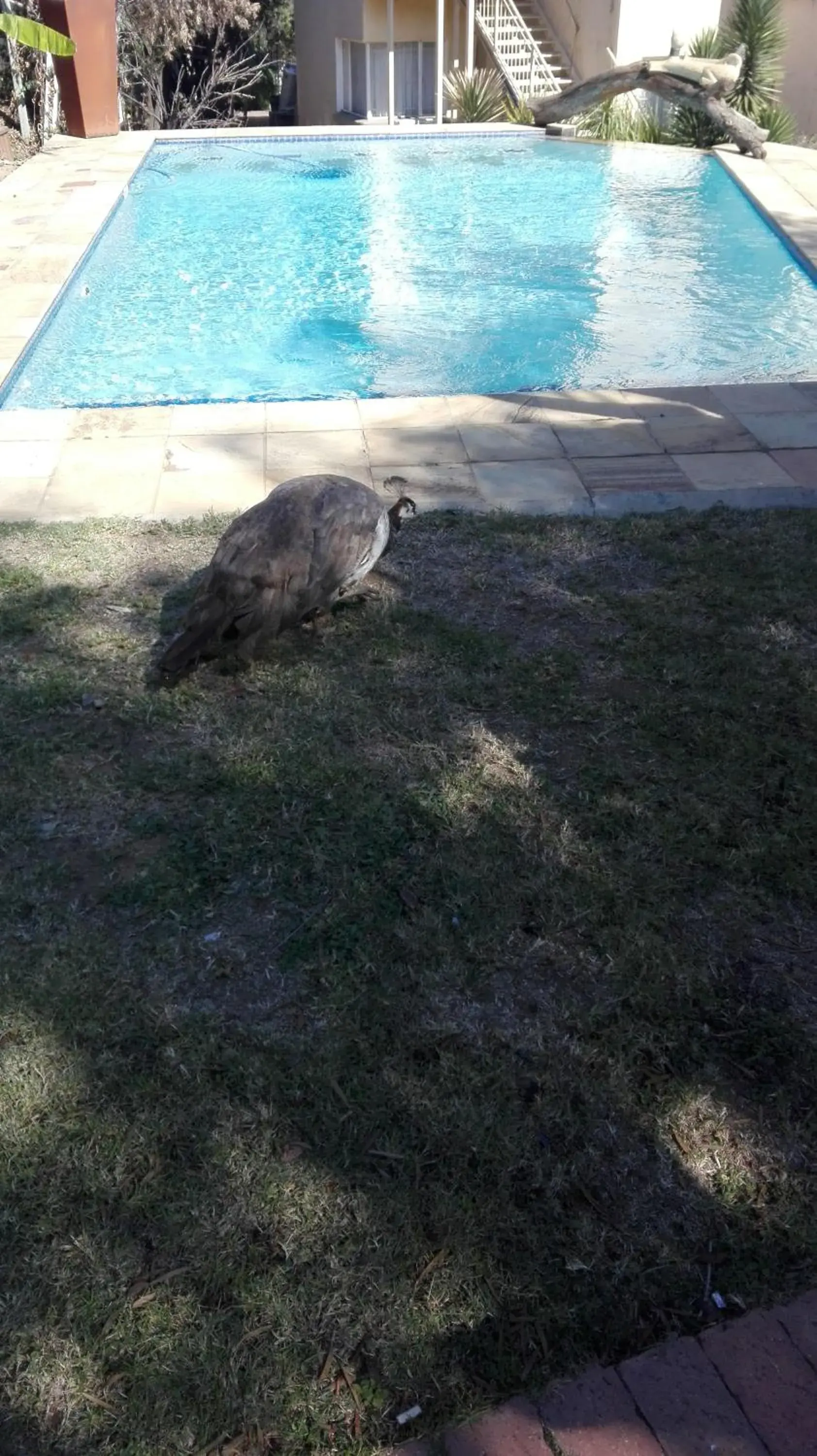 Swimming pool in Villa Via Hotel Midrand Swimming pool in Villa Via Hotel Midrand