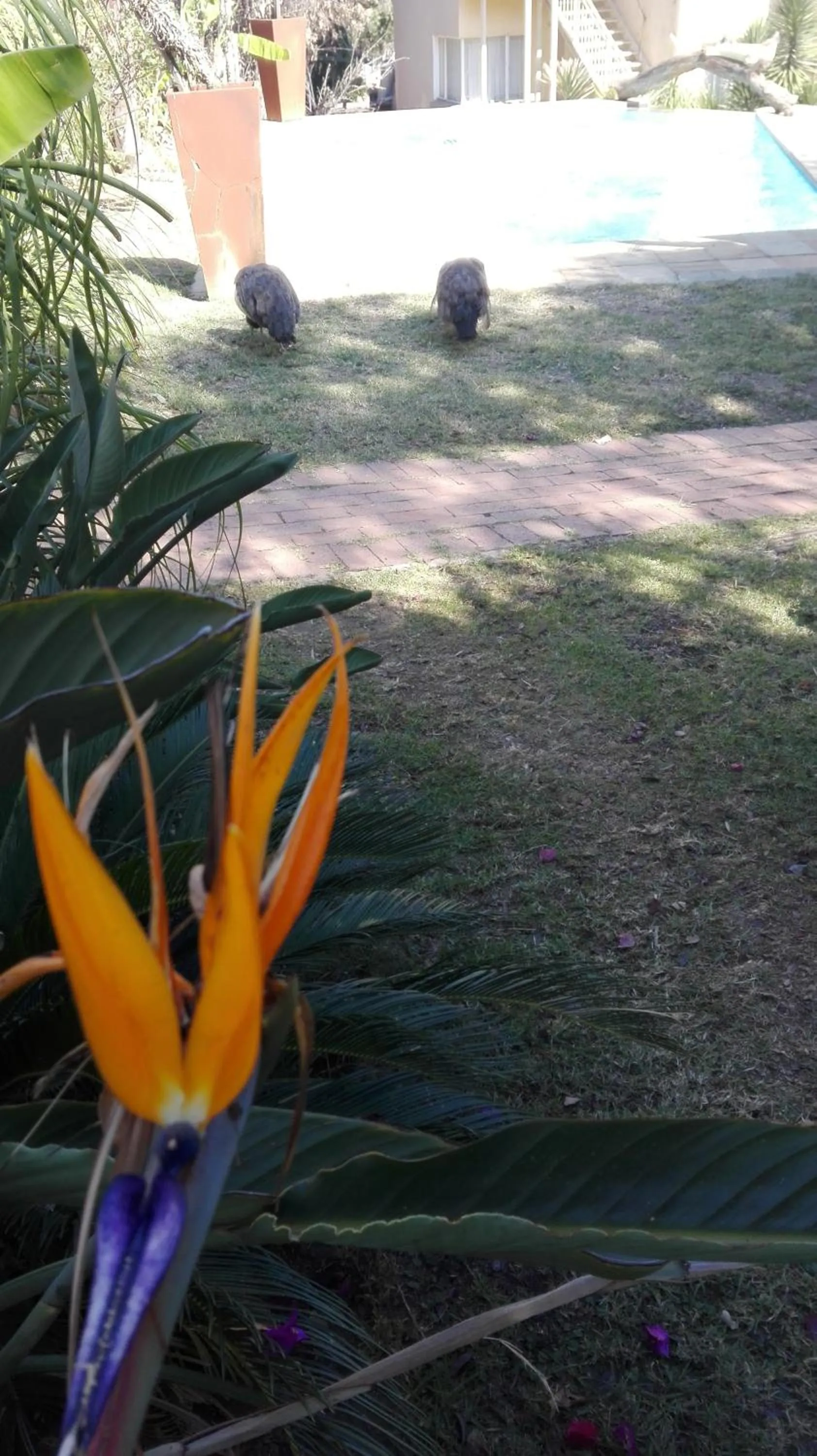 Spring in Villa Via Hotel Midrand