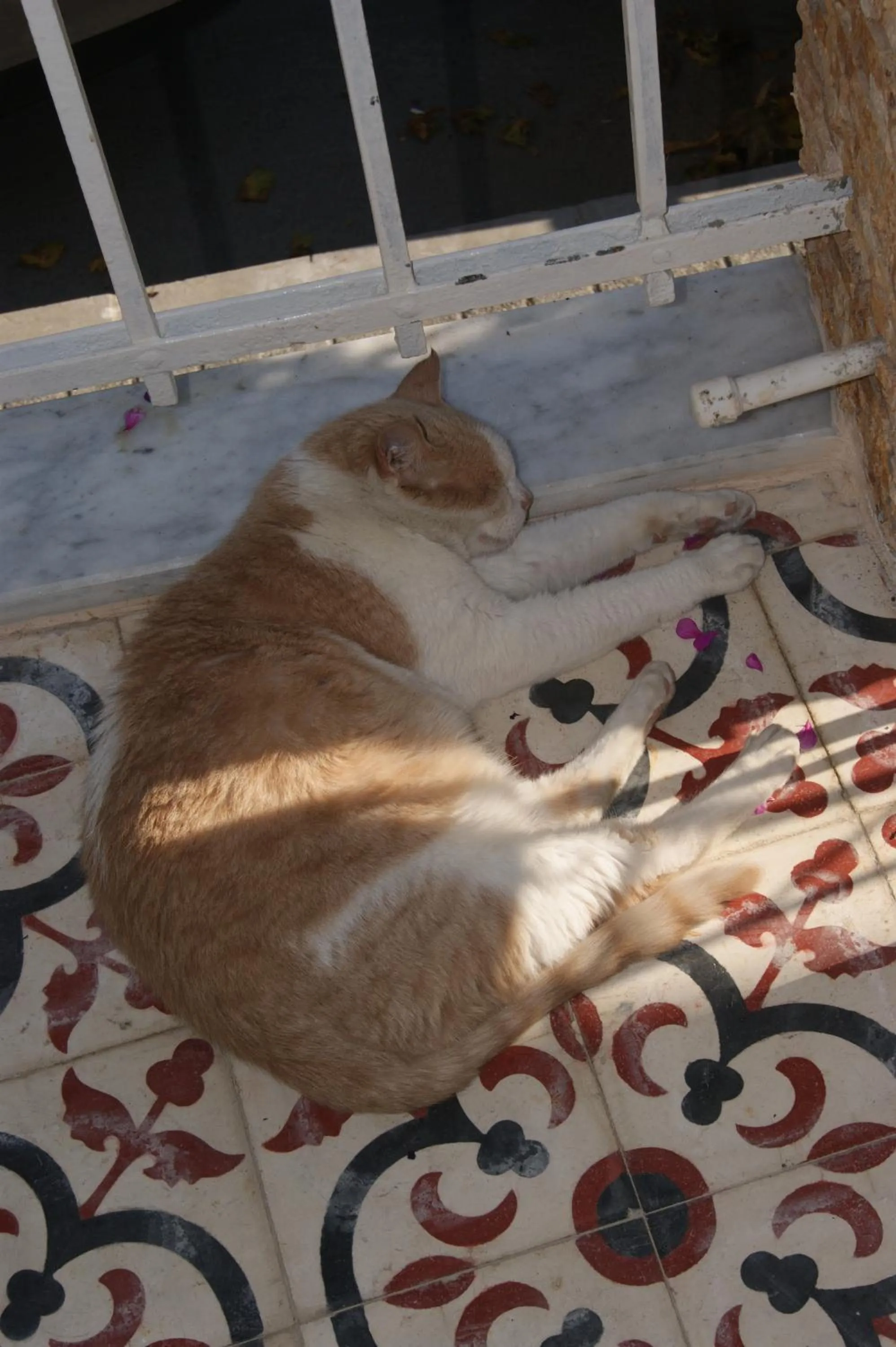 Animals in Yeşilköy Airport Hotel