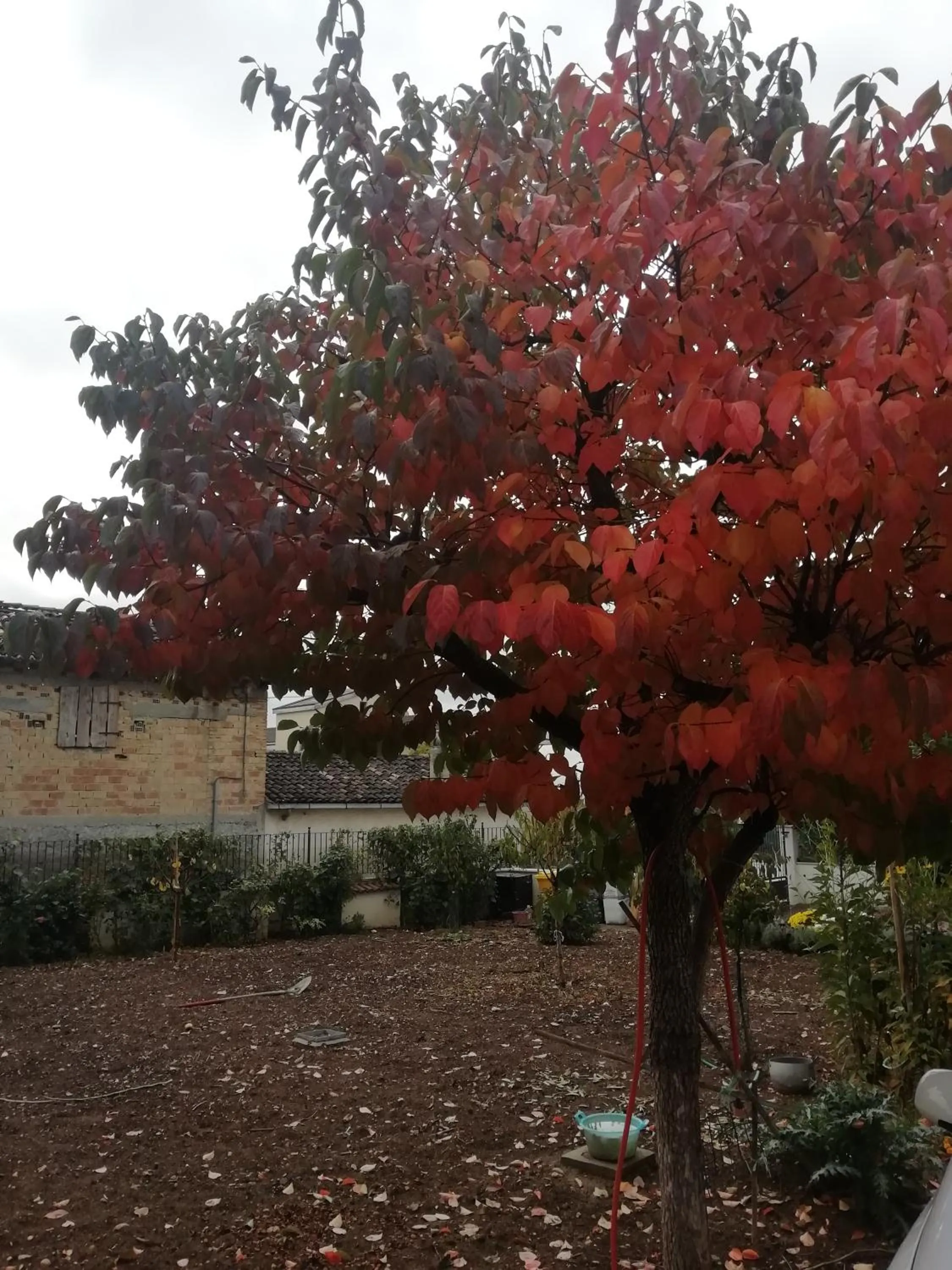 Garden view in La Nuova Dimora B&B