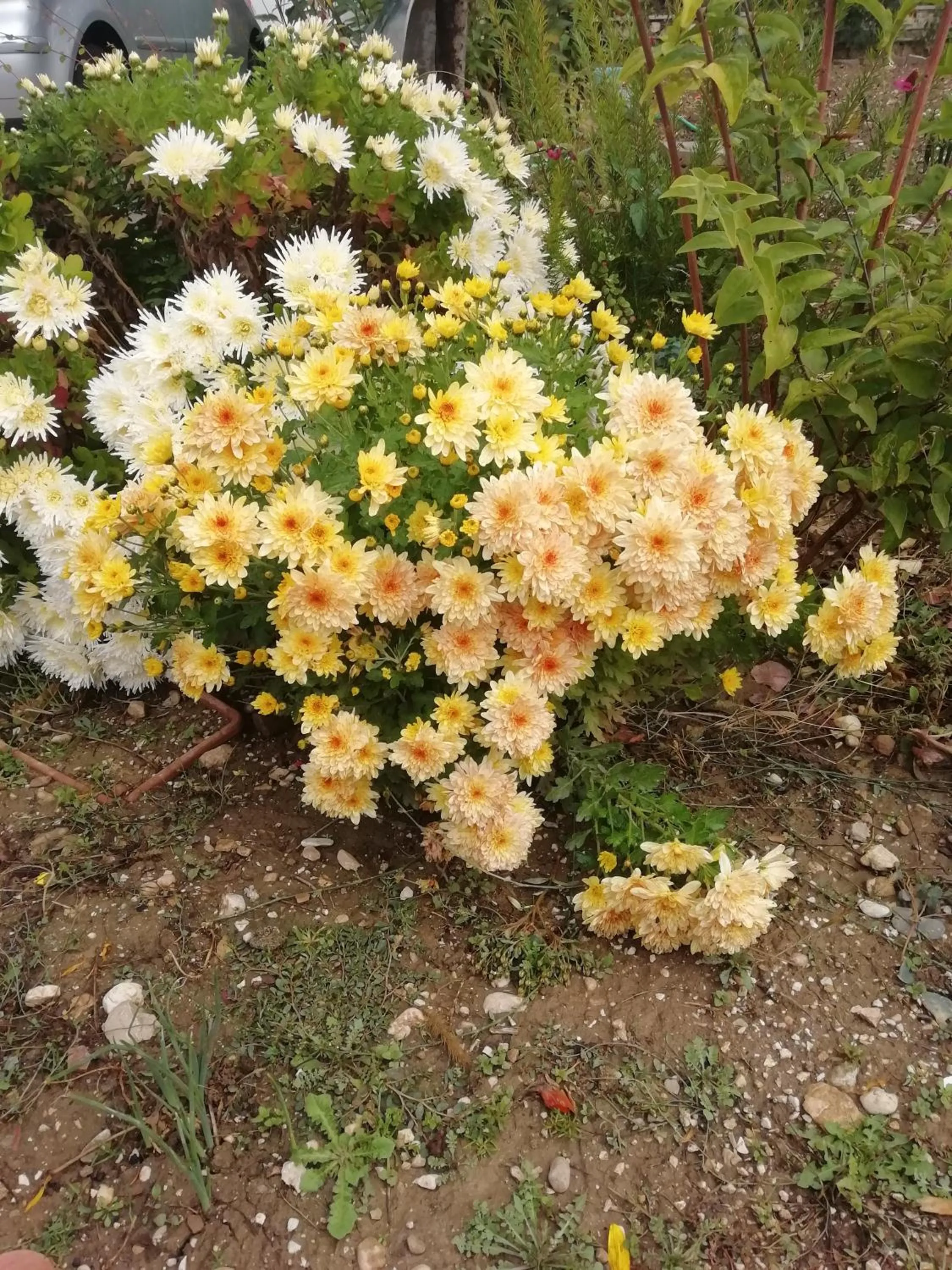 Garden in La Nuova Dimora B&B