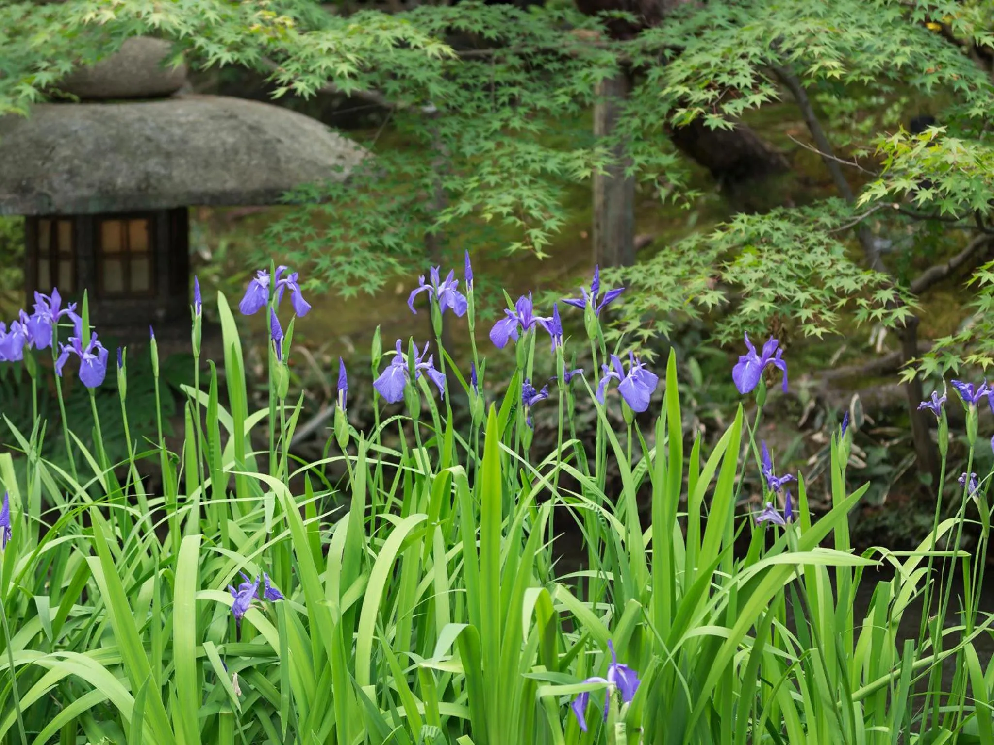 Natural landscape in Nanzenji sando KIKUSUI