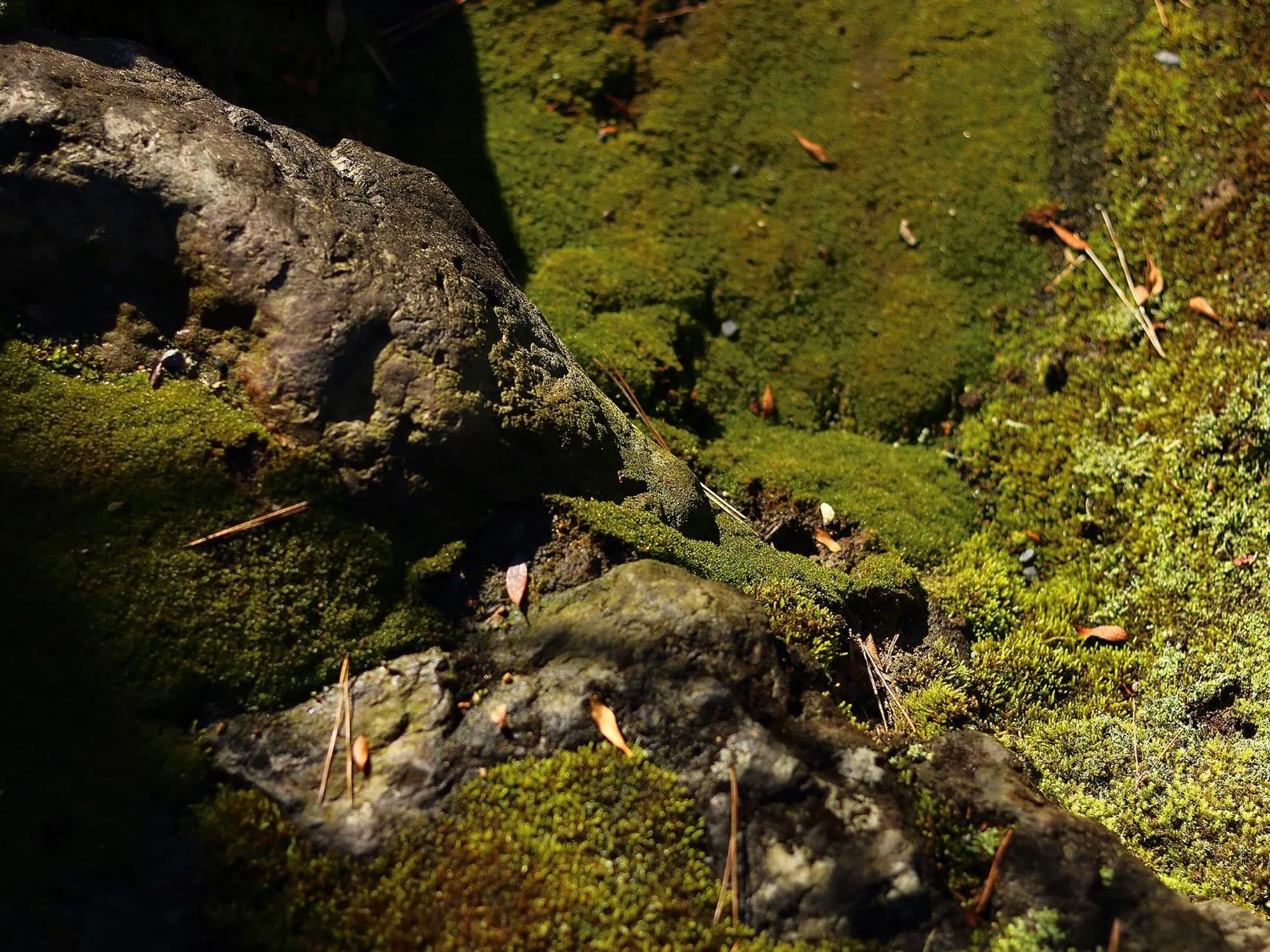Natural landscape in Nanzenji sando KIKUSUI
