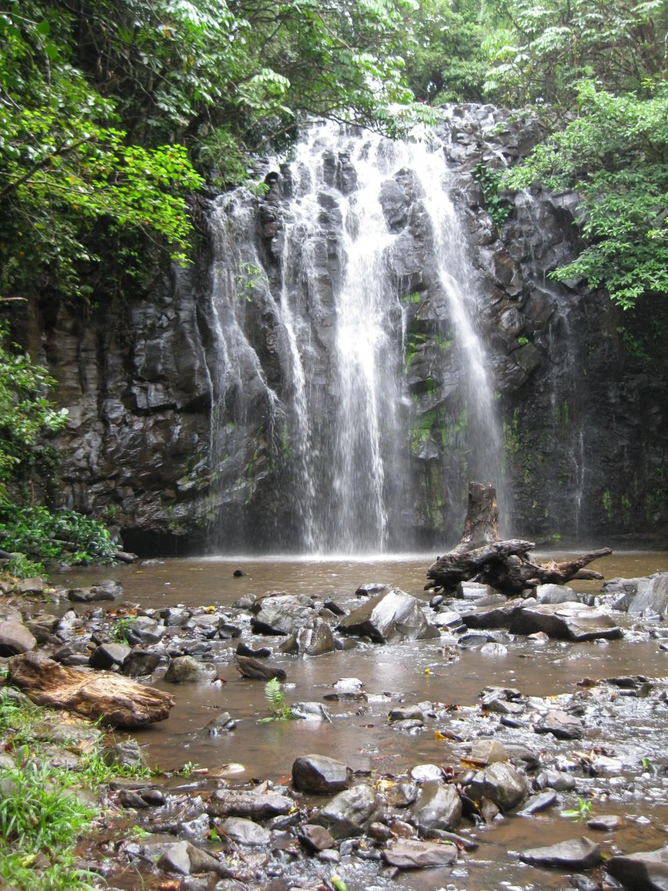 Natural landscape in Kookaburra Motel Yungaburra