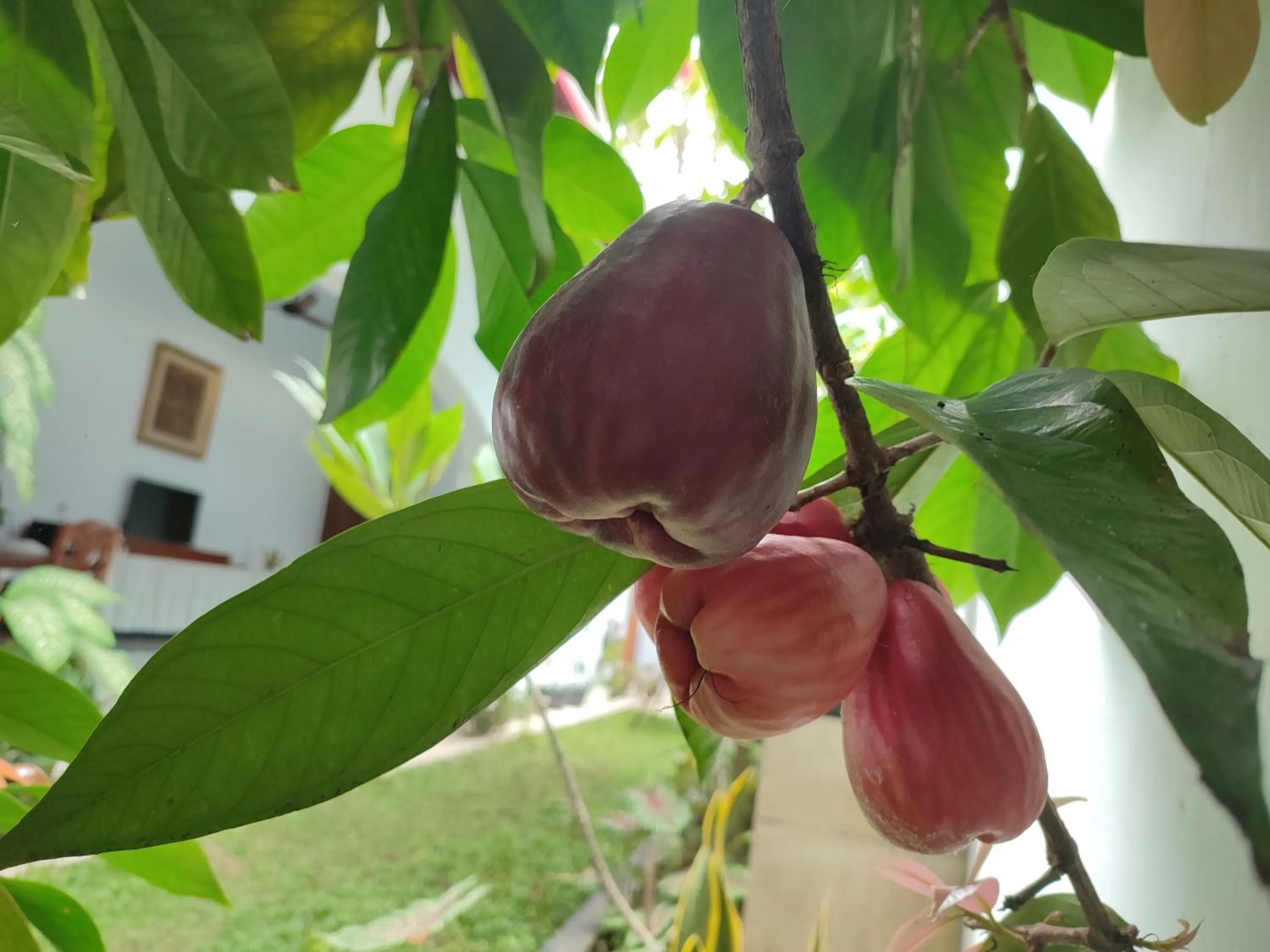 Garden in Griya Asih