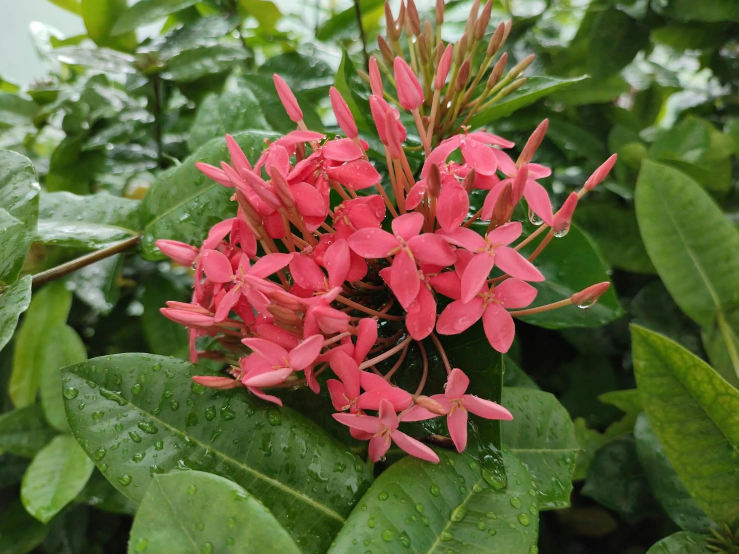 Garden in Griya Asih