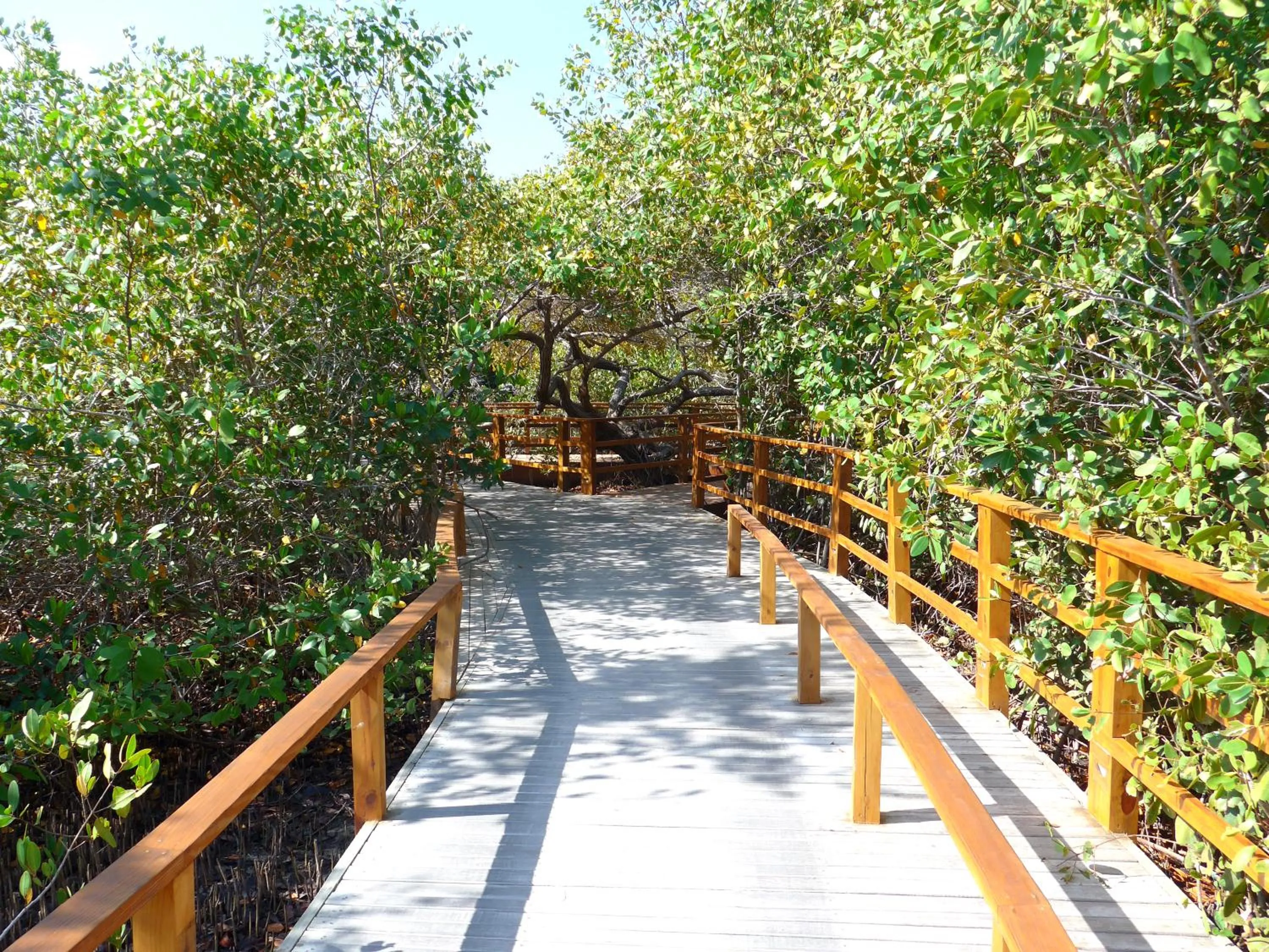 Garden in Hotel Las Islas