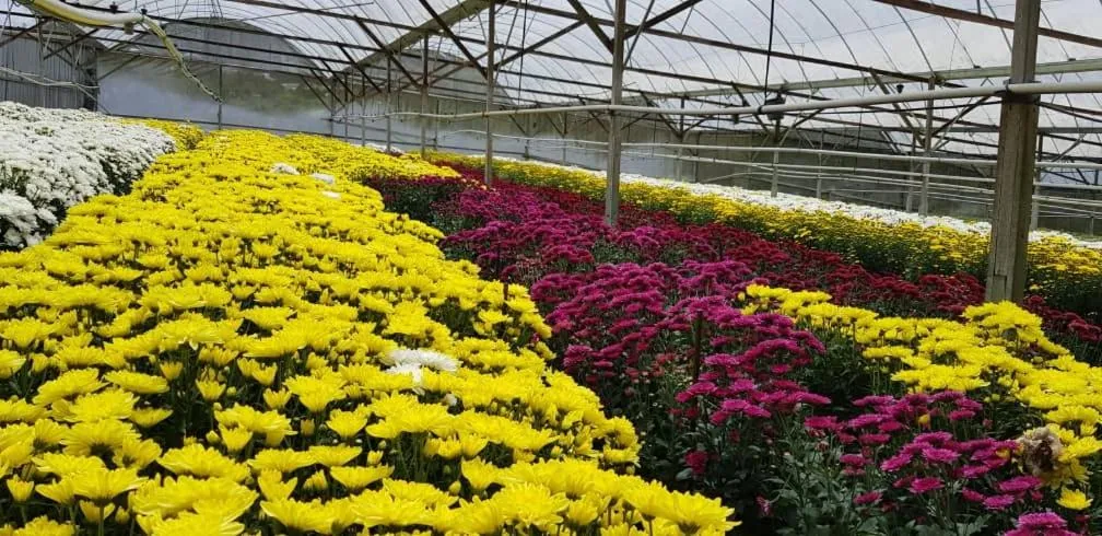 Peony Square Residences